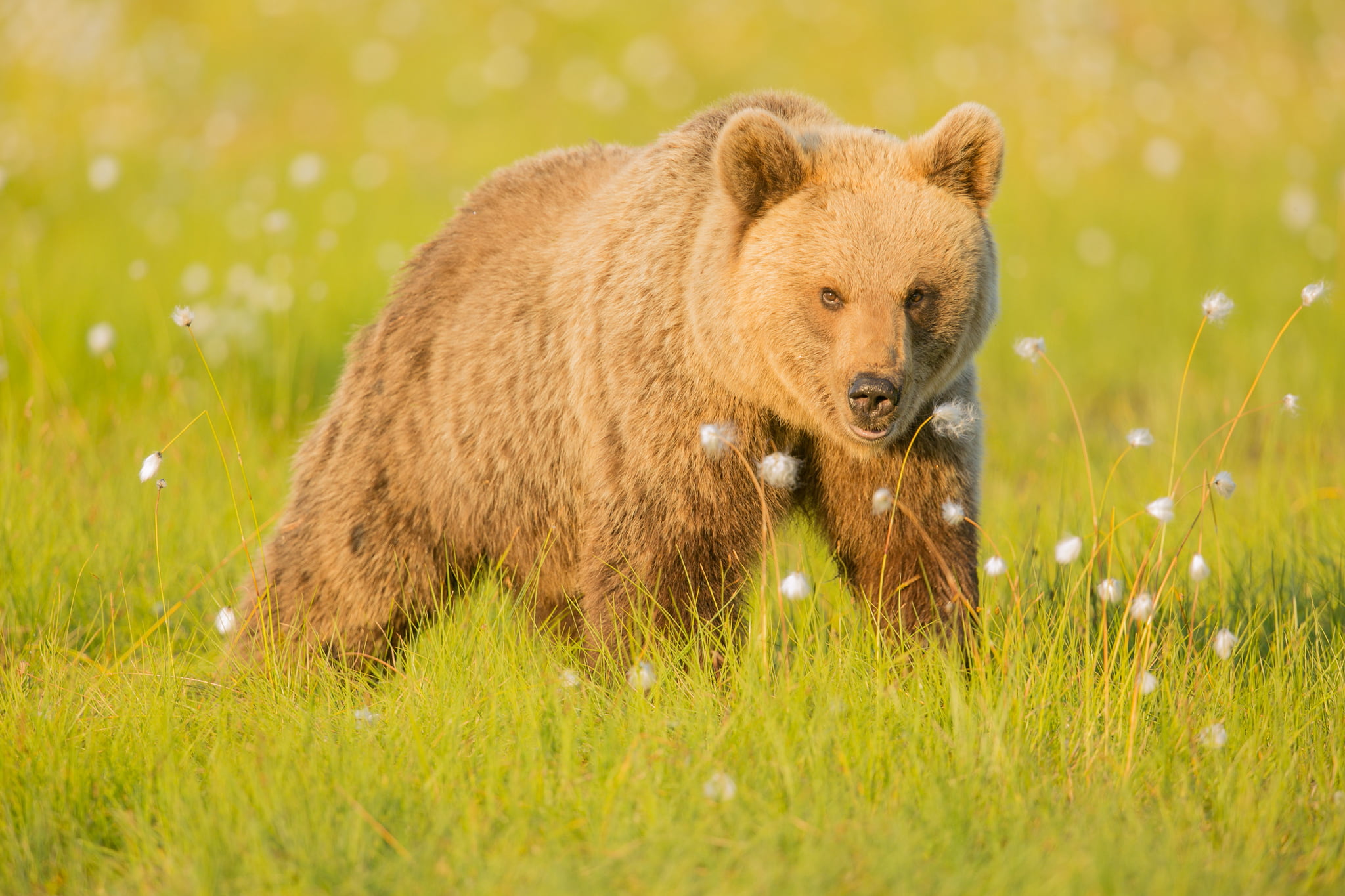 walk, day, selective focus, mammal, alaska - Usa State, field, animals In The Wild, brown Bear, bear, brown, fur, vertebrate, carnivore, danger, wildlife, HD Wallpaper