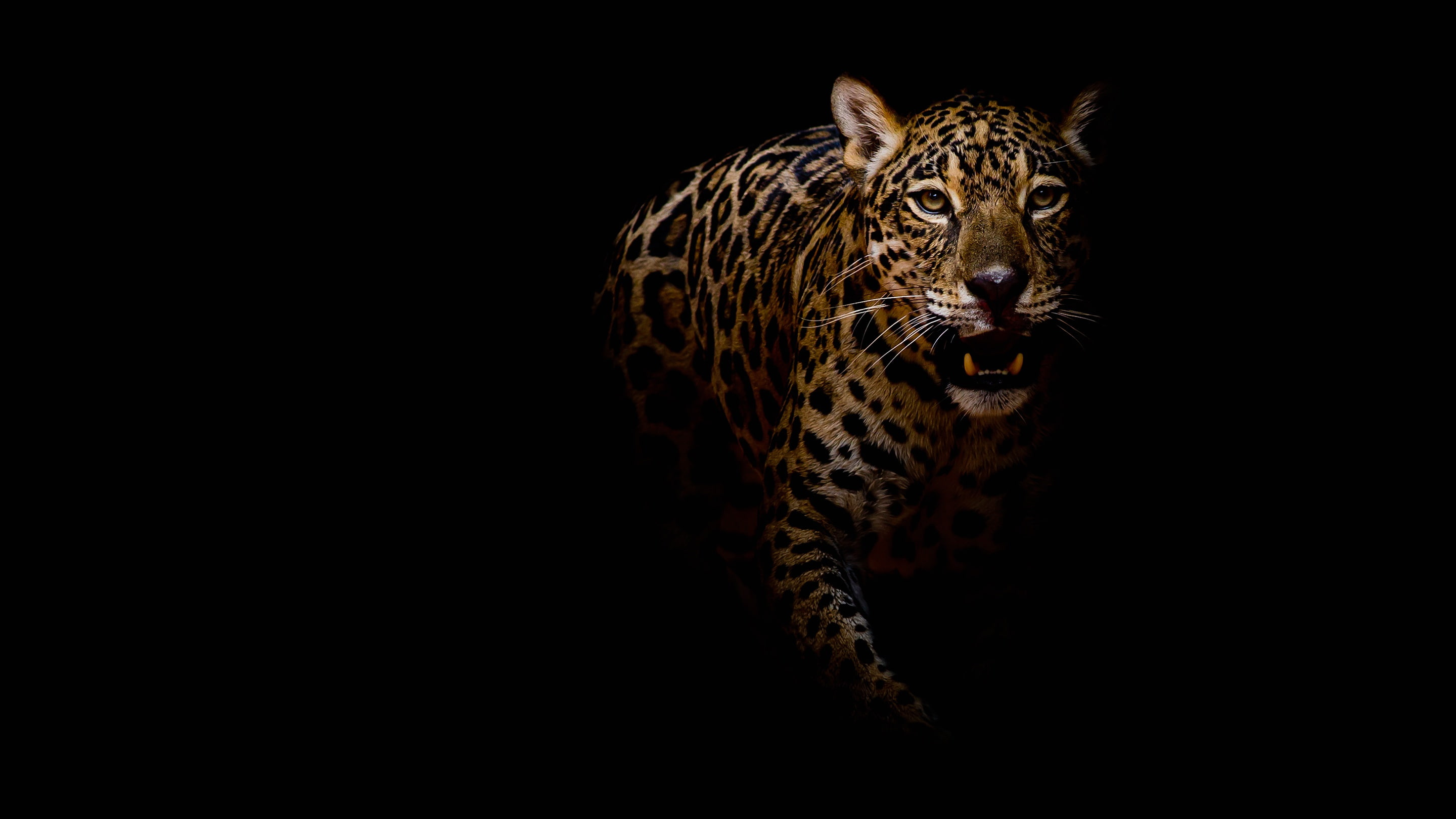 pose, wild cat, look, sneaks, black background, portrait, paws, face, twilight, darkness, mouth, 2K, leopard, fangs, HD Wallpaper