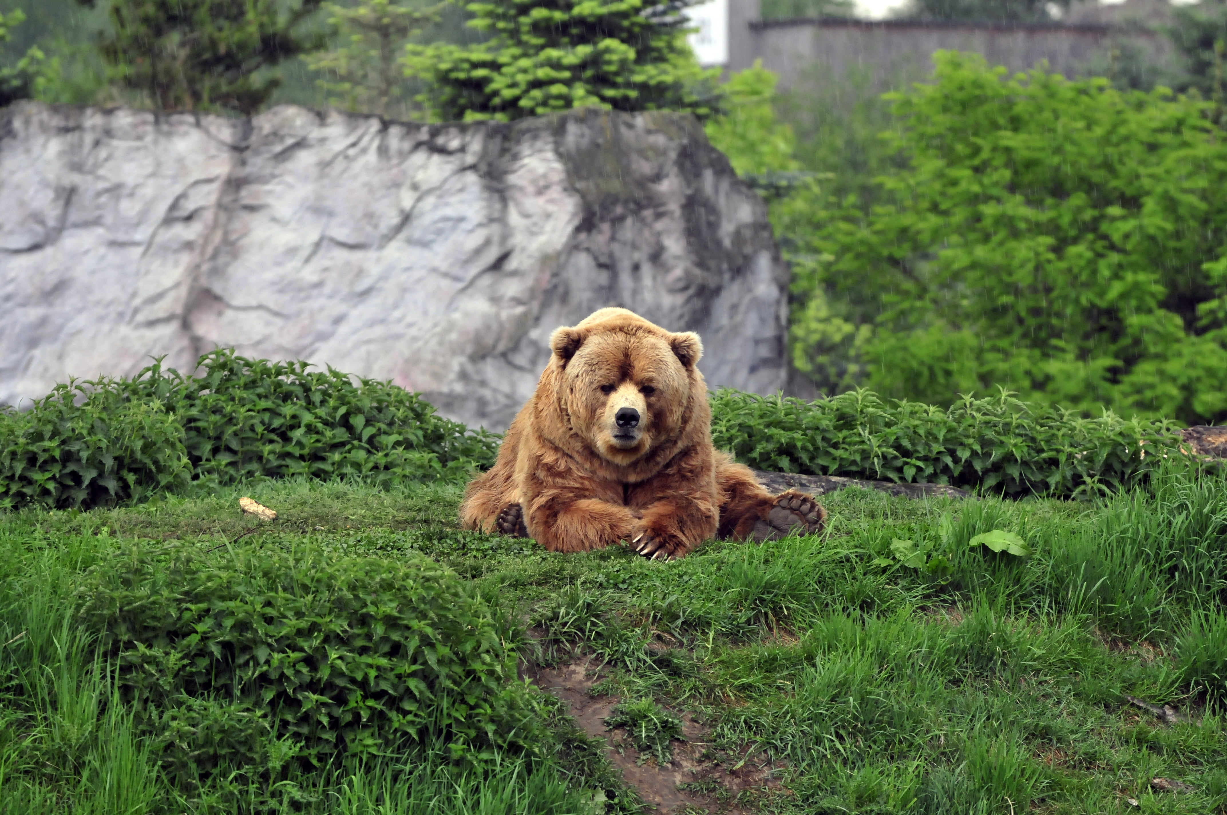 endangered Species, lie, animal wildlife, forest, nature, mammal, brown Bear, brown, portrait, looking, bear, growth, one Animal, 4K, sitting, relaxation, HD Wallpaper