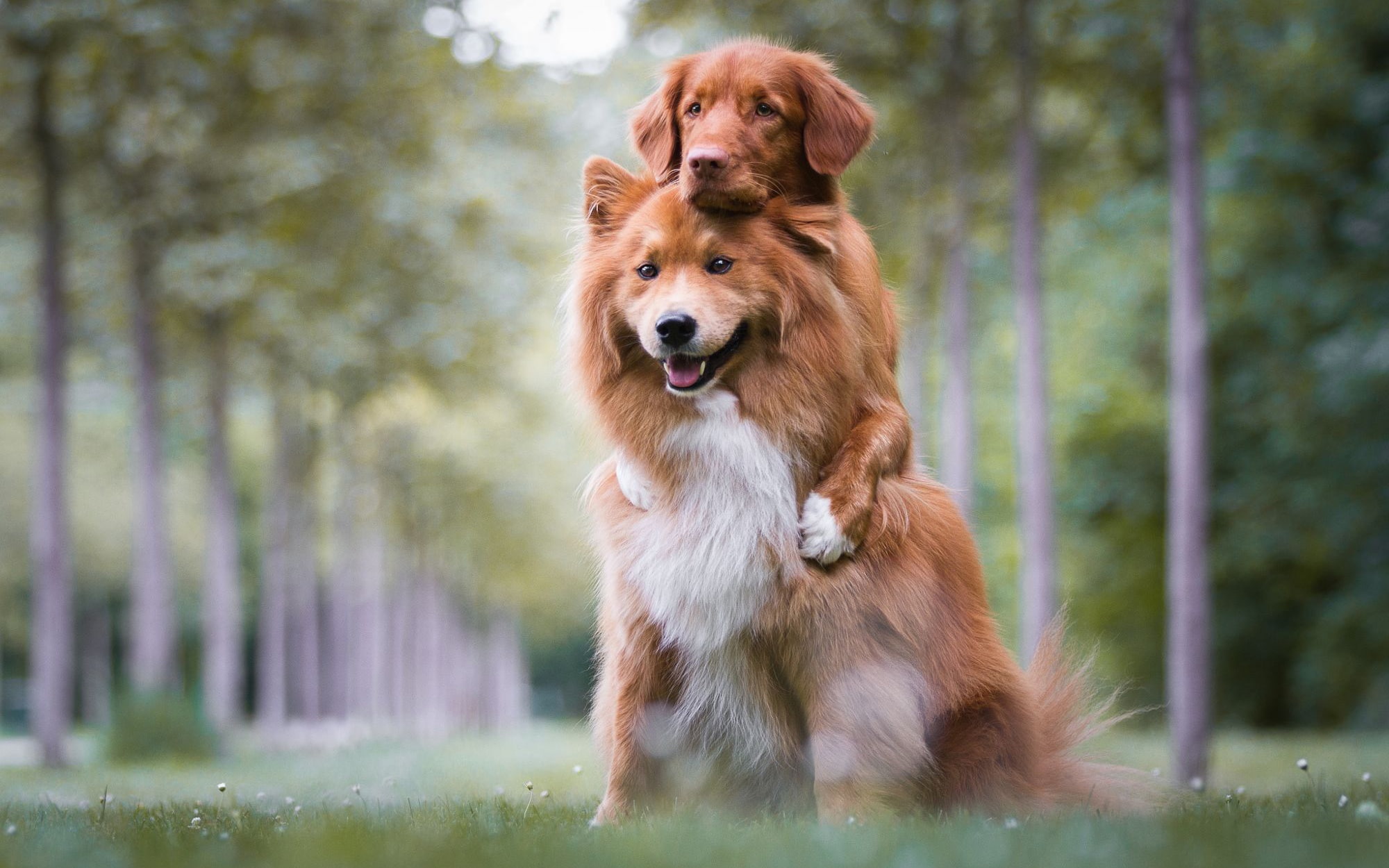 Retriever, forest, pose, language, handsome, sitting, Duo, a couple, dogs, nature, friendship, background, puppy, look, Golden, face, posing, top, paws, HD Wallpaper