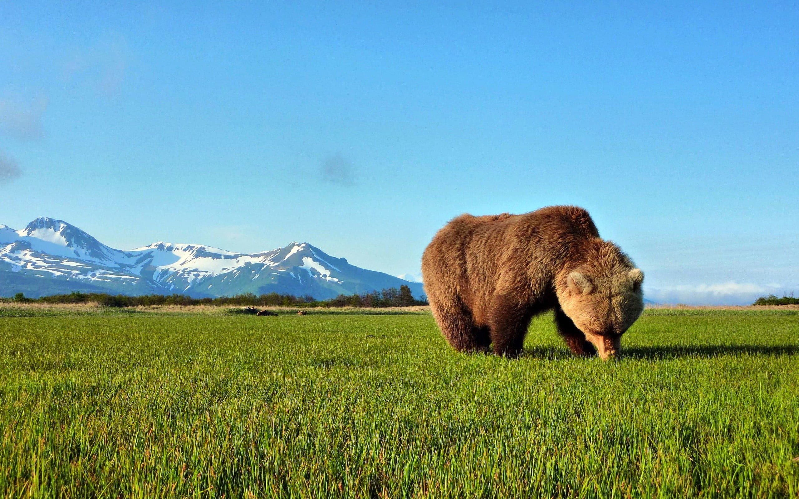 sky, summer, field, mountain, one animal, animal, animals In The Wild, blue, grizzly, brown, canada, plant, walk, wildlife, pasture, alberta, grass, animal themes, HD Wallpaper