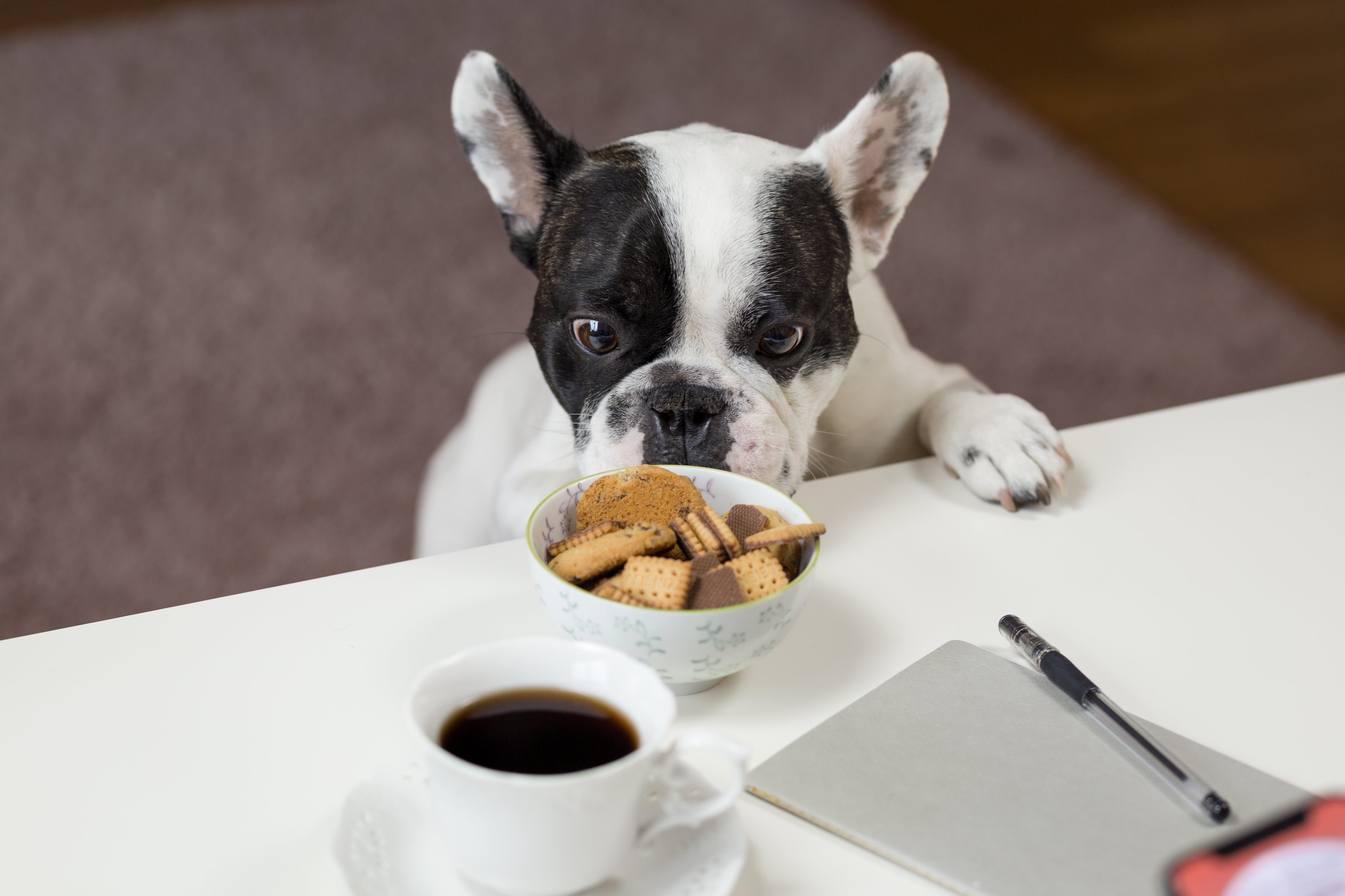 domestic animals, adult, portrait, bulldog, table, pets, canine, food, domestic, appetite, cup, french, mammal, cookies, vertebrate, 5K, small, food and drink, HD Wallpaper