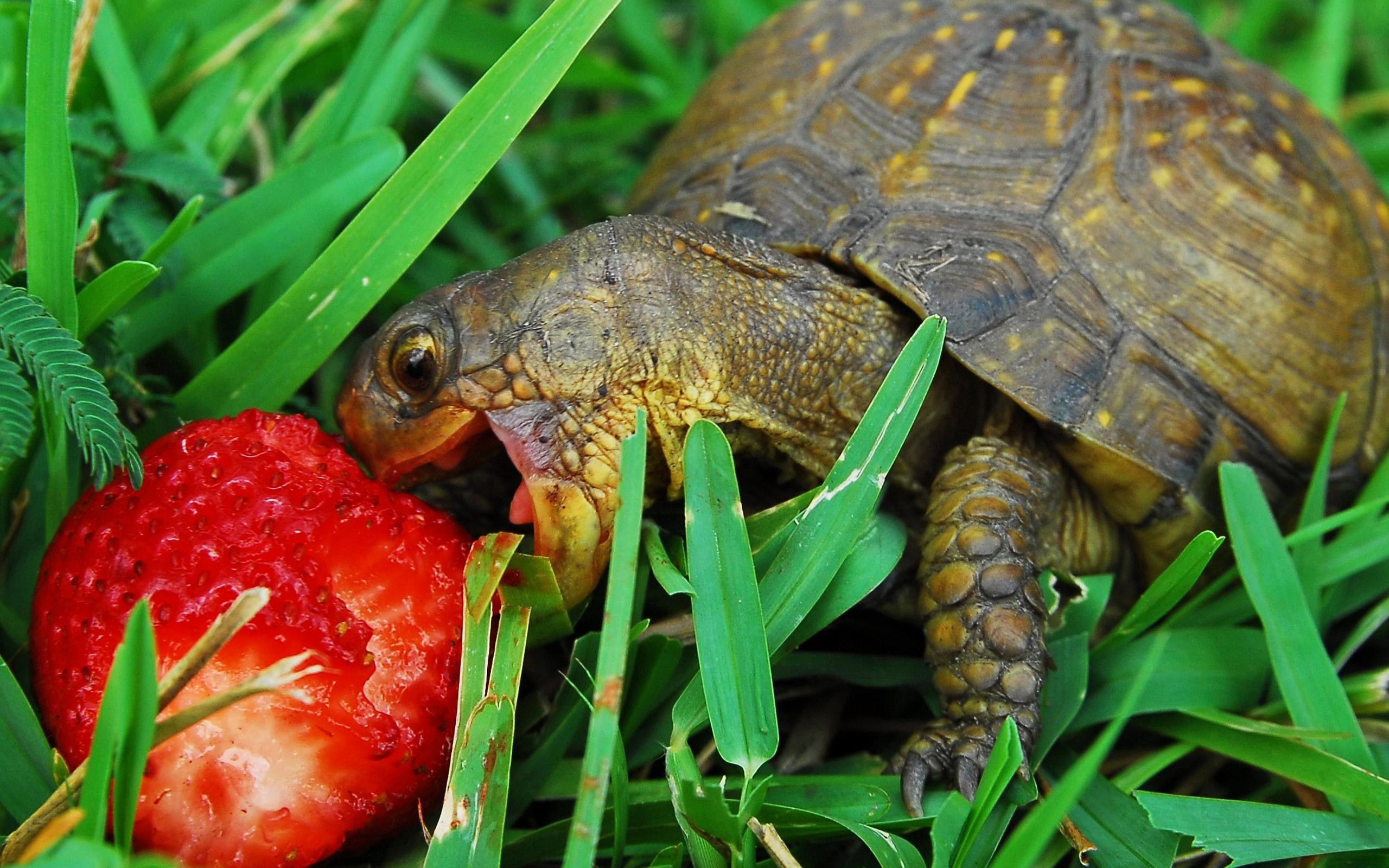 strawberry, eating, animal Shell, summer, green Color, appetite, reptile, outdoors, tortoise, leaves, muzzle, nature, 2K, turtle, wildlife, red, plant part, HD Wallpaper