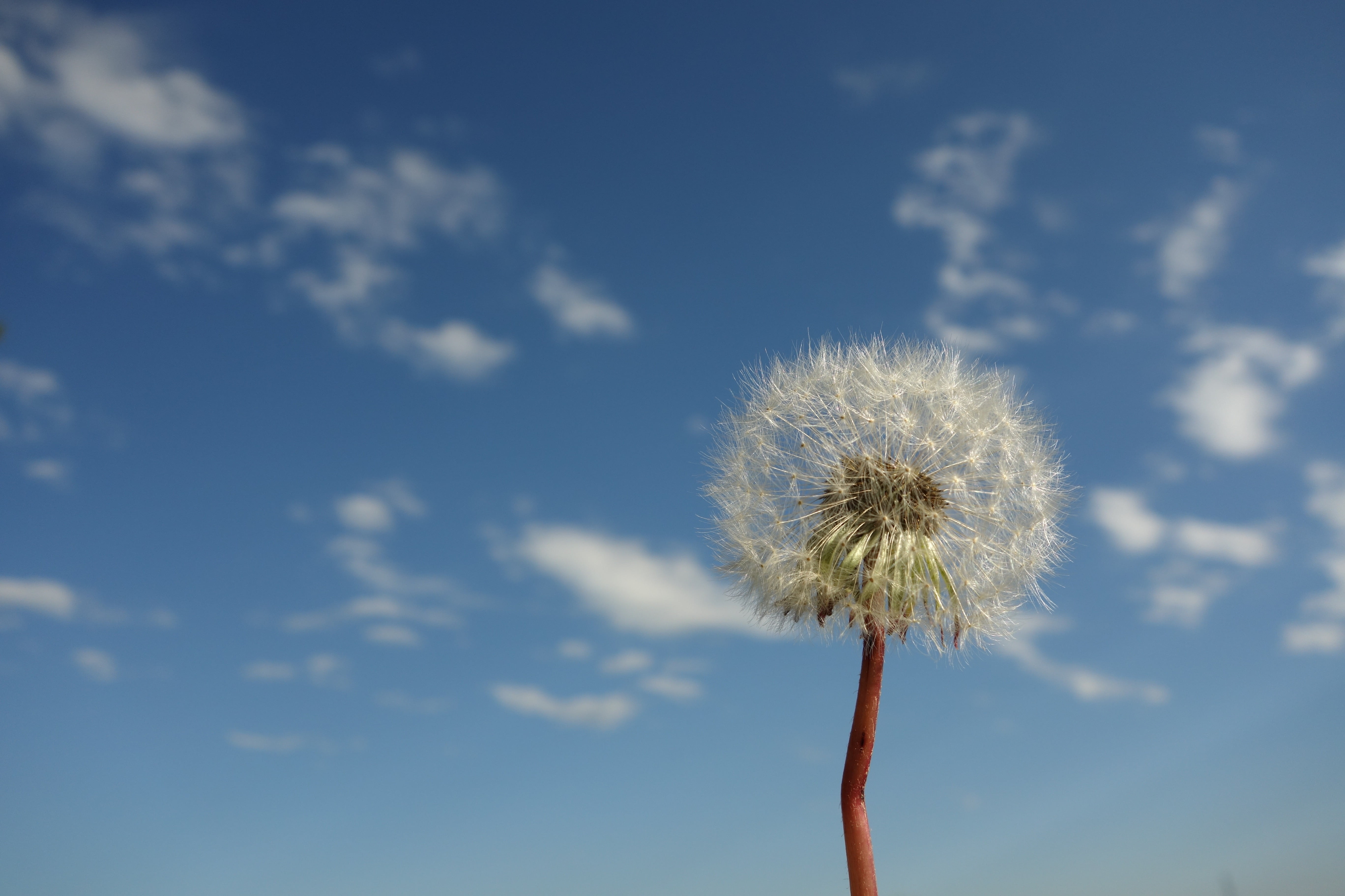 sky, faded, plant stem, seasons, clouds, flowering plant, fluffy, yellow, flower, dandelion seed, blossom, plant, white, close-up, winter, flower head, HD Wallpaper