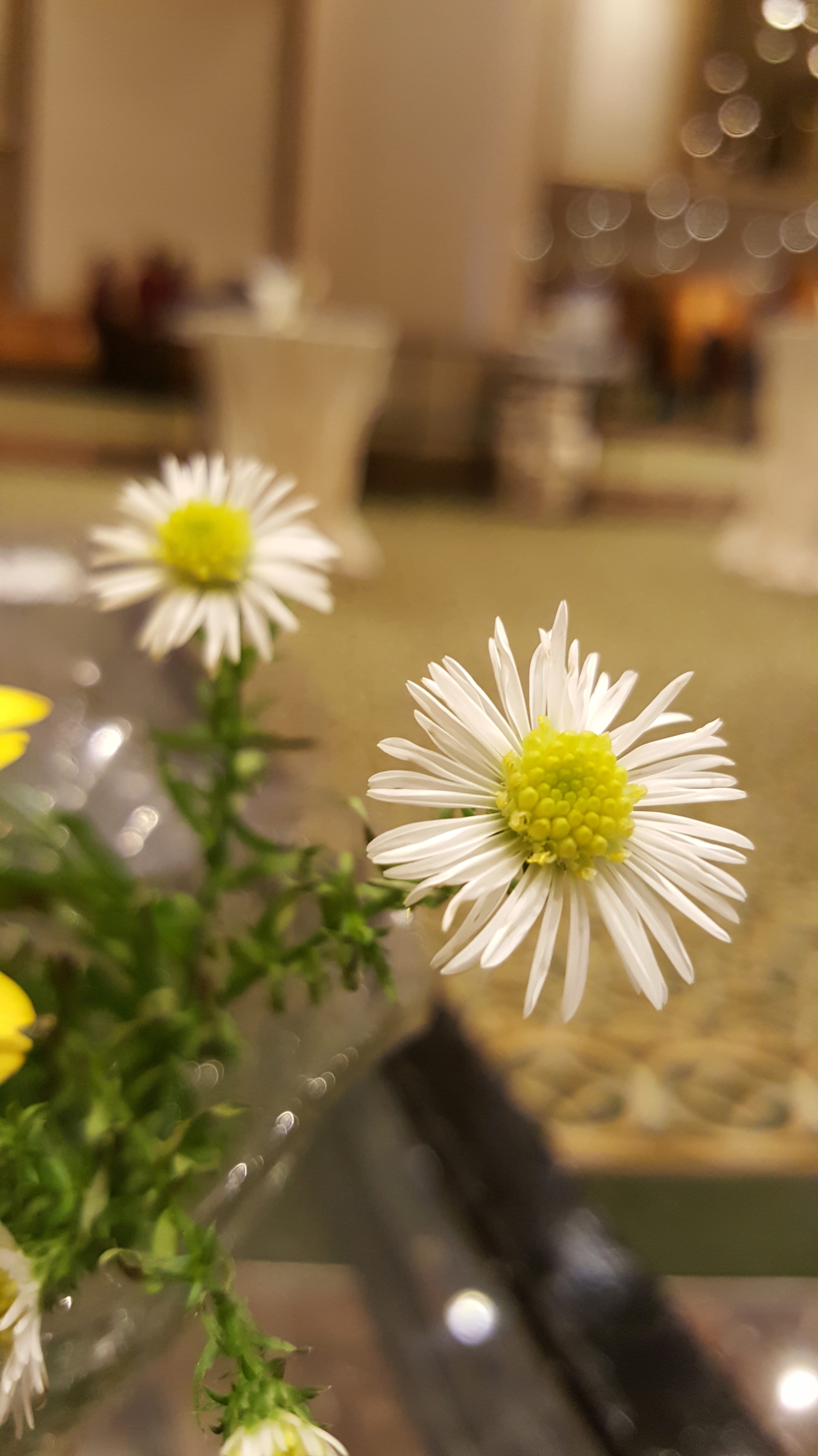 freshness, petal, blossom, pattern, texture, garden, color, gift, fashion, table, white color, no people, little, spring, floral, natural, beauty in nature, Phone HD Wallpaper