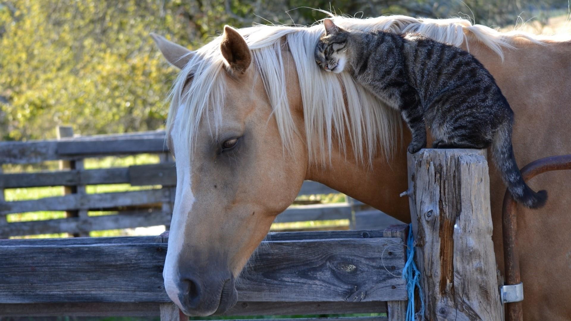 emotion, horse, love, feelings, cat, 1080P, HD Wallpaper