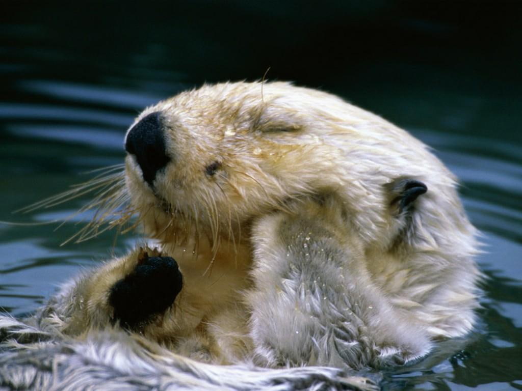 animal, 480P, picture, hd, cute, animals, Cool, art, HD Wallpaper