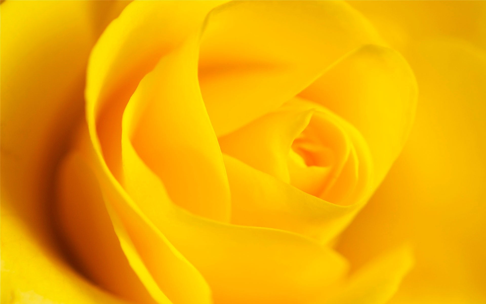 rose, selective, abstract, rose - flower, flowering plant, plant, flower, vulnerability, petal, nature, yellow flowers, extreme close-up, fragility, inflorescence, HD Wallpaper