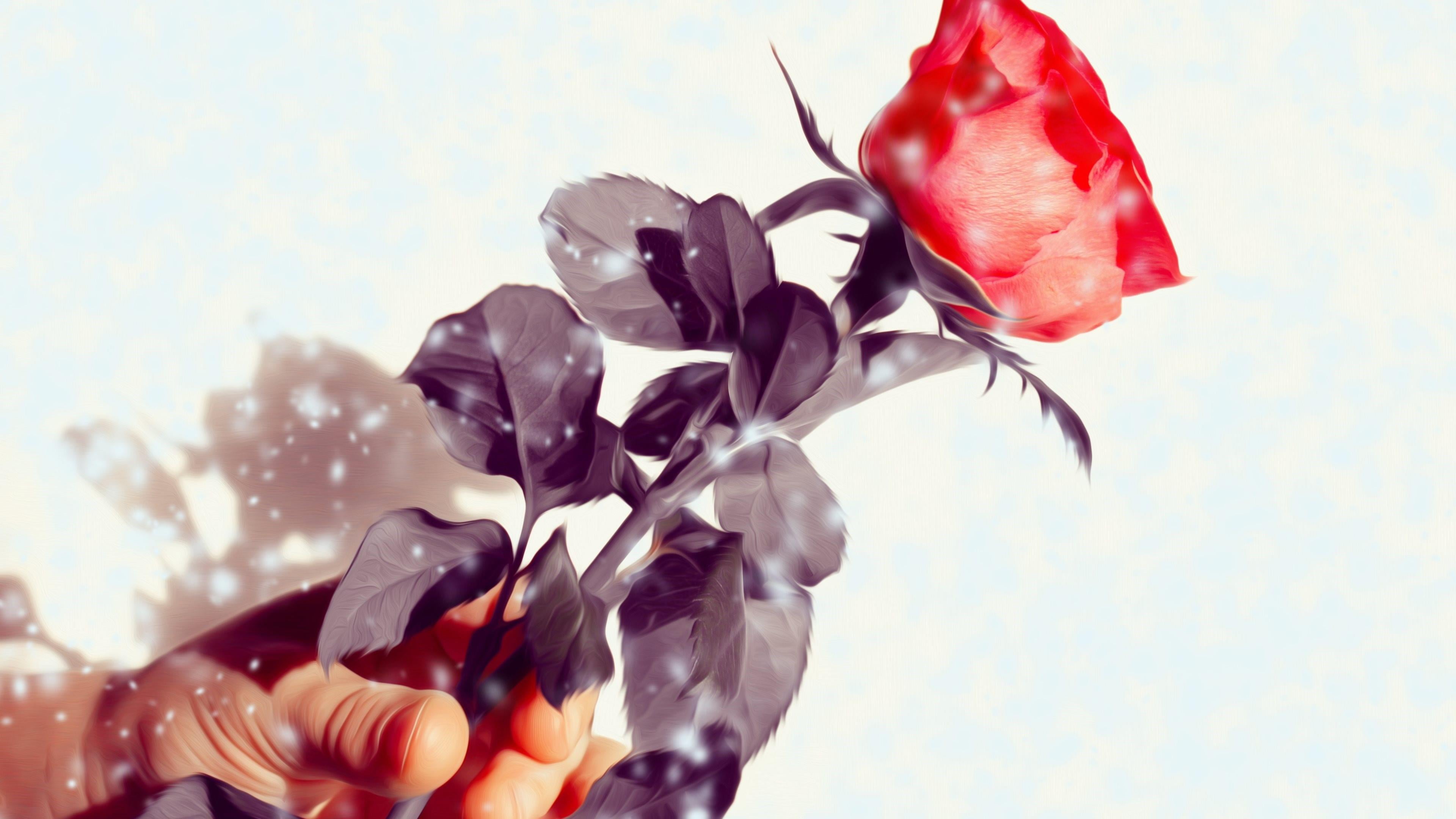 day, outdoors, rose, give, finger, flowering plant, sunlight, plant, beauty in nature, romance, sky, nature, red, human body part, low angle view, freshness, HD Wallpaper