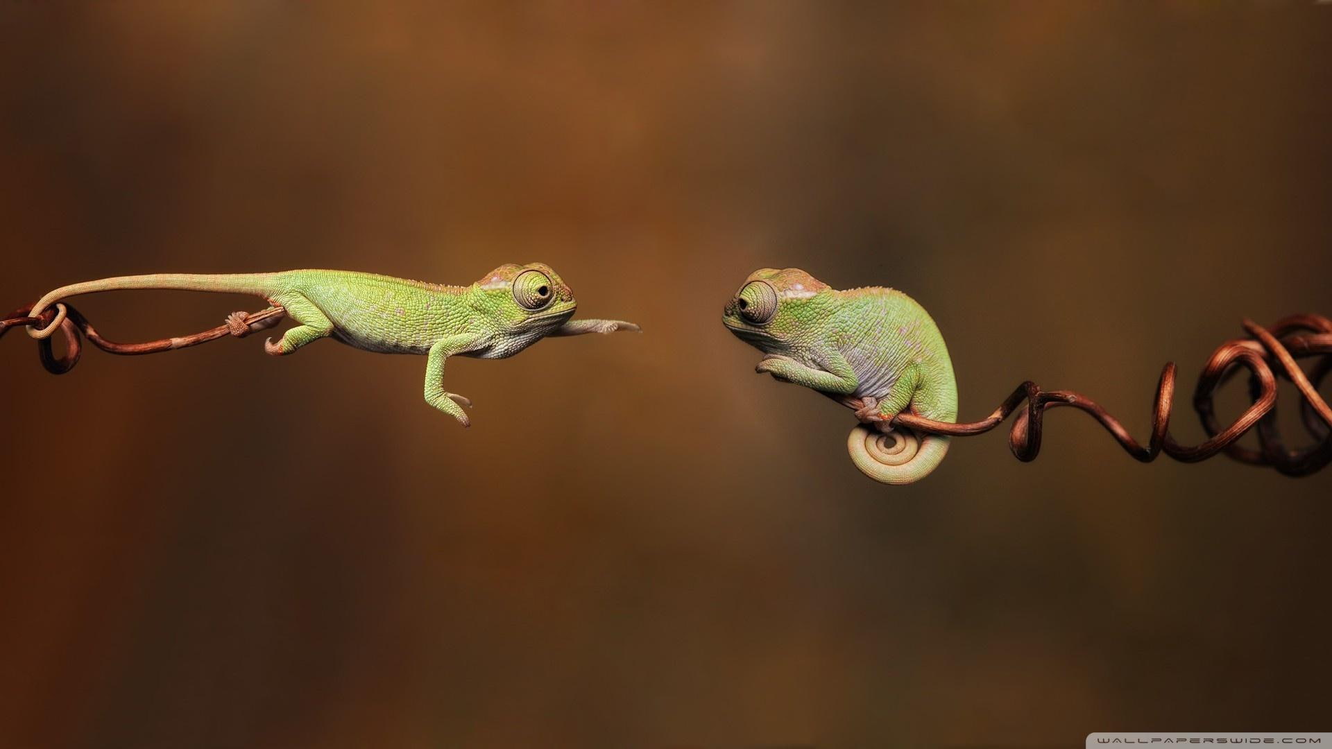 1080P, amusing, photography, give, funny, humorous, reptiles, animals, h, HD Wallpaper