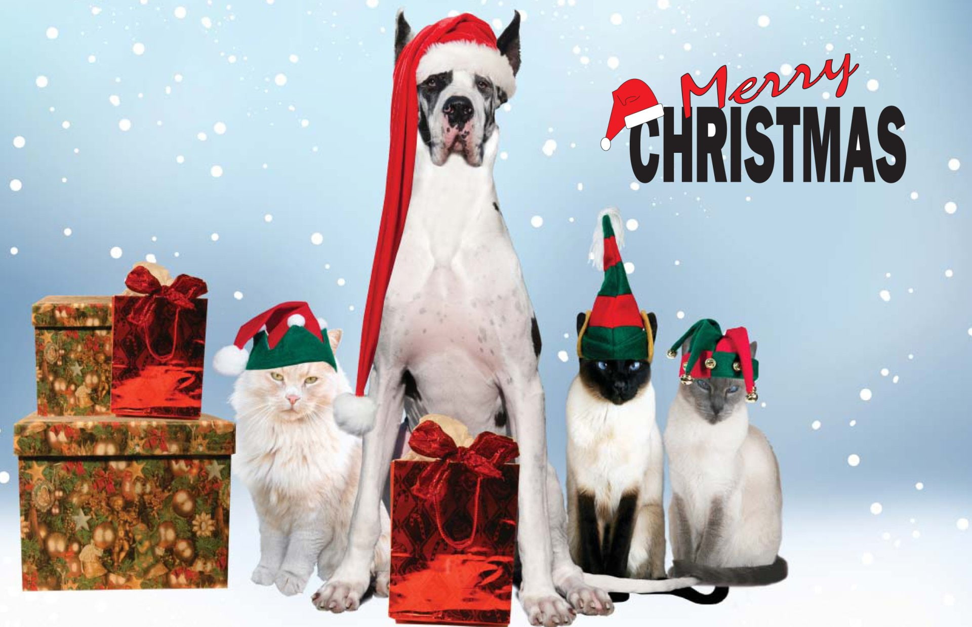 Great Dane, Christmas, Holiday, Gift, Cat, Merry Christmas, 1080P, Dog, Santa Hat, HD Wallpaper