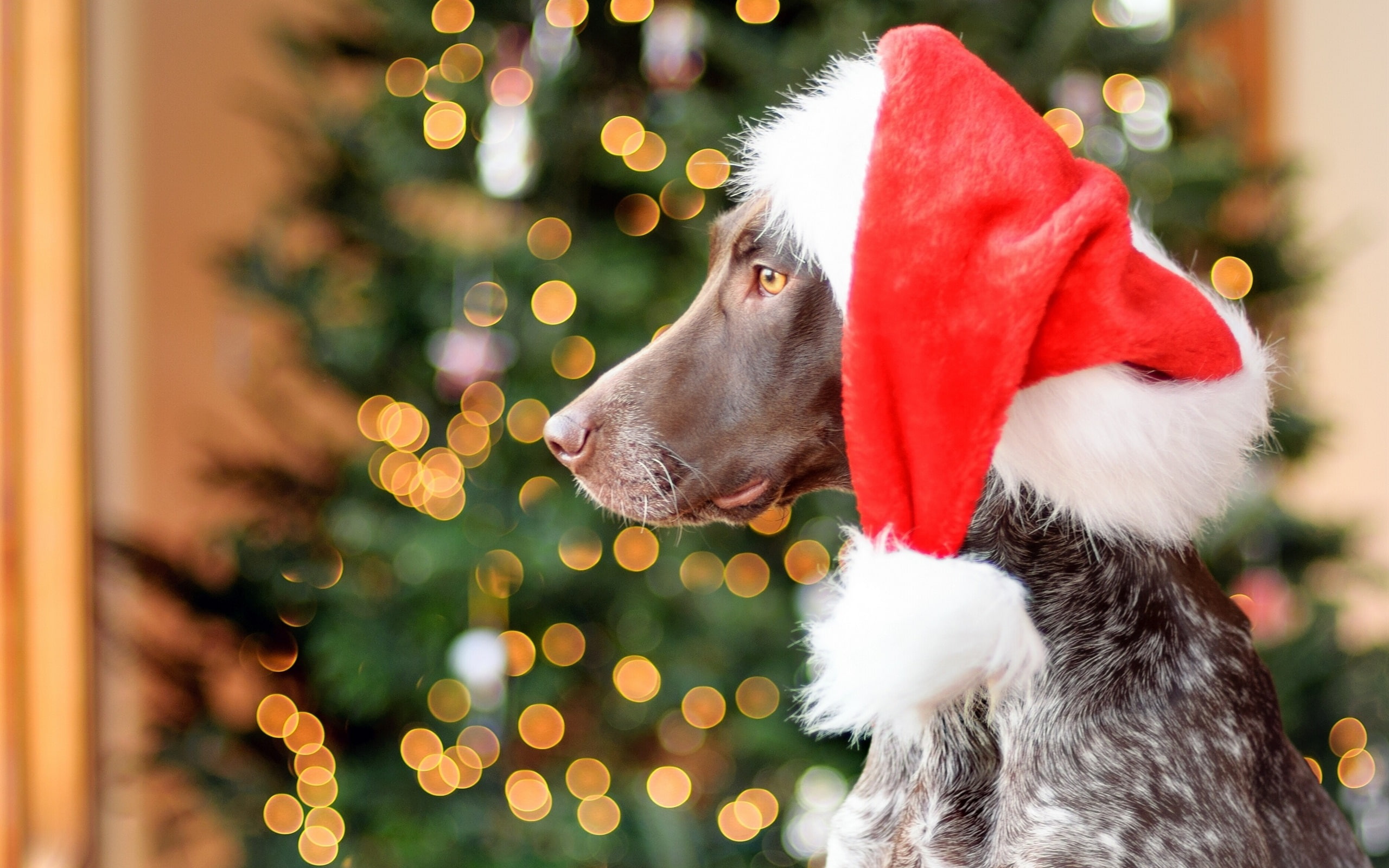 Dog, Hat, Shorthair, 2K, Christmas, white, black, Glare, German, Red, coat, HD Wallpaper