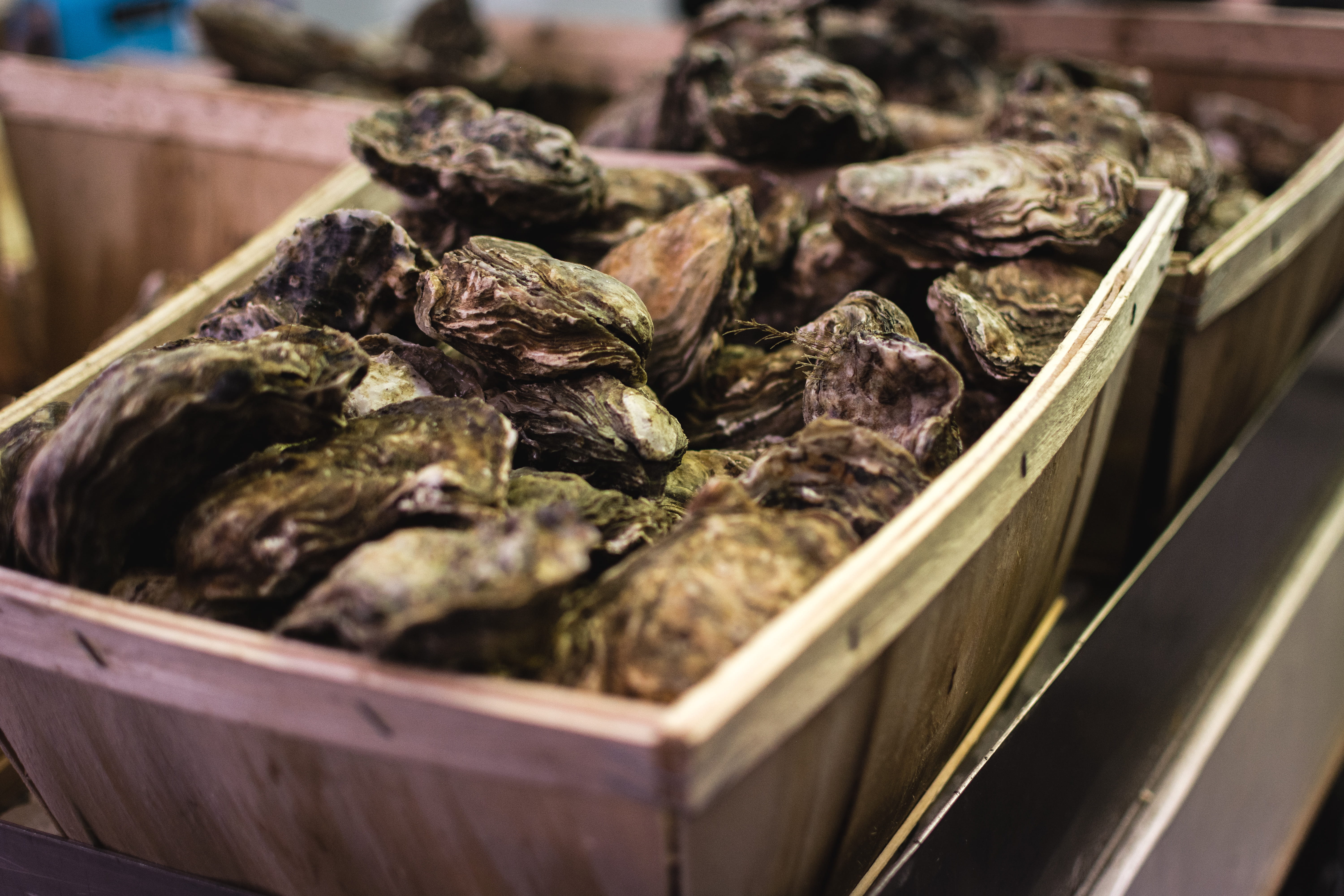5K, market, container, large group of objects, close, selective focus, no people, focus on foreground, day, still life, seafood, food, retail, freshness, HD Wallpaper