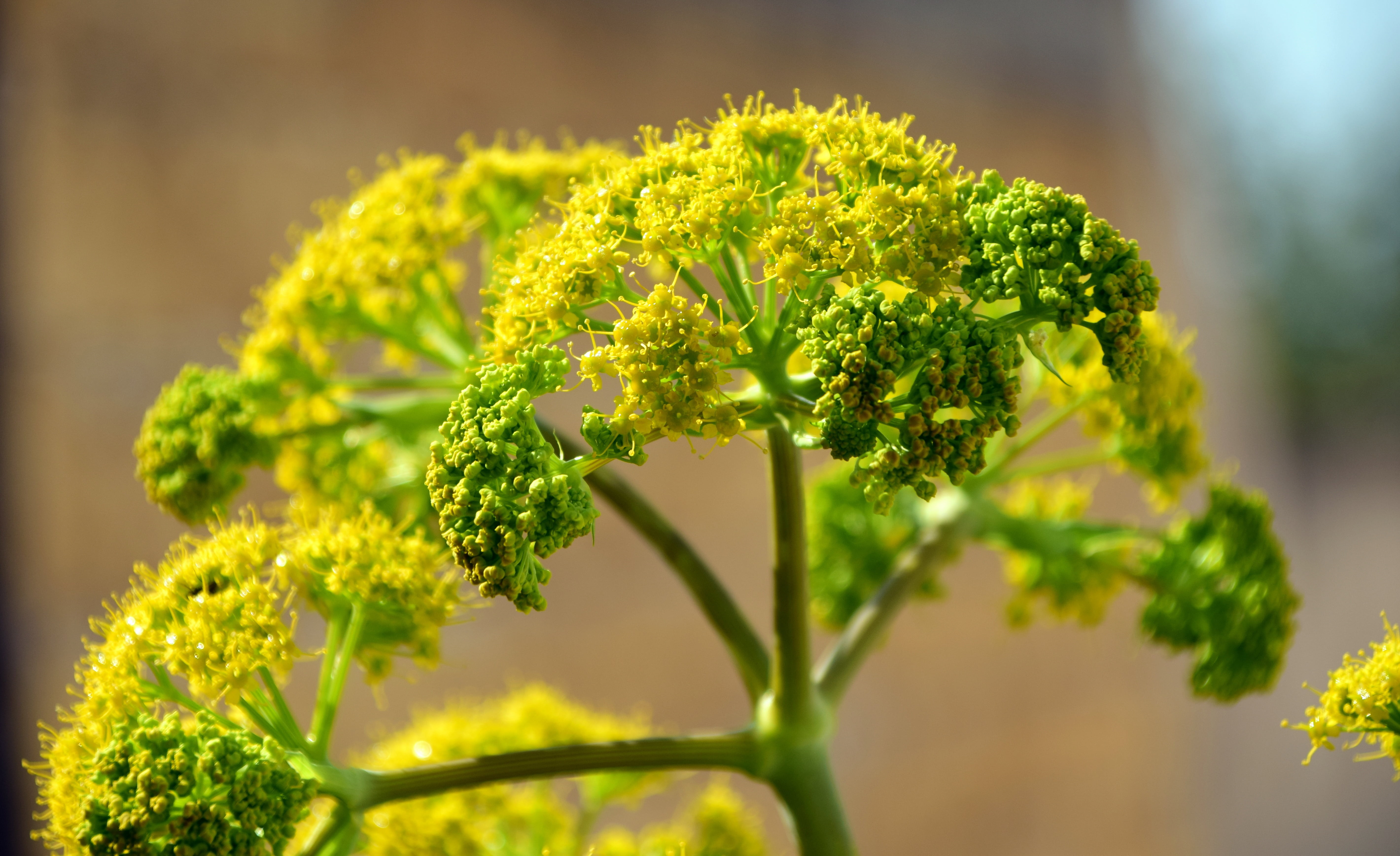 shallow, spring, healthy, growth, focus on foreground, broccoli, fresh spice, leaf, vegetable, close-up, food, tasty, indoors, flower, close, focus, yellow, HD Wallpaper