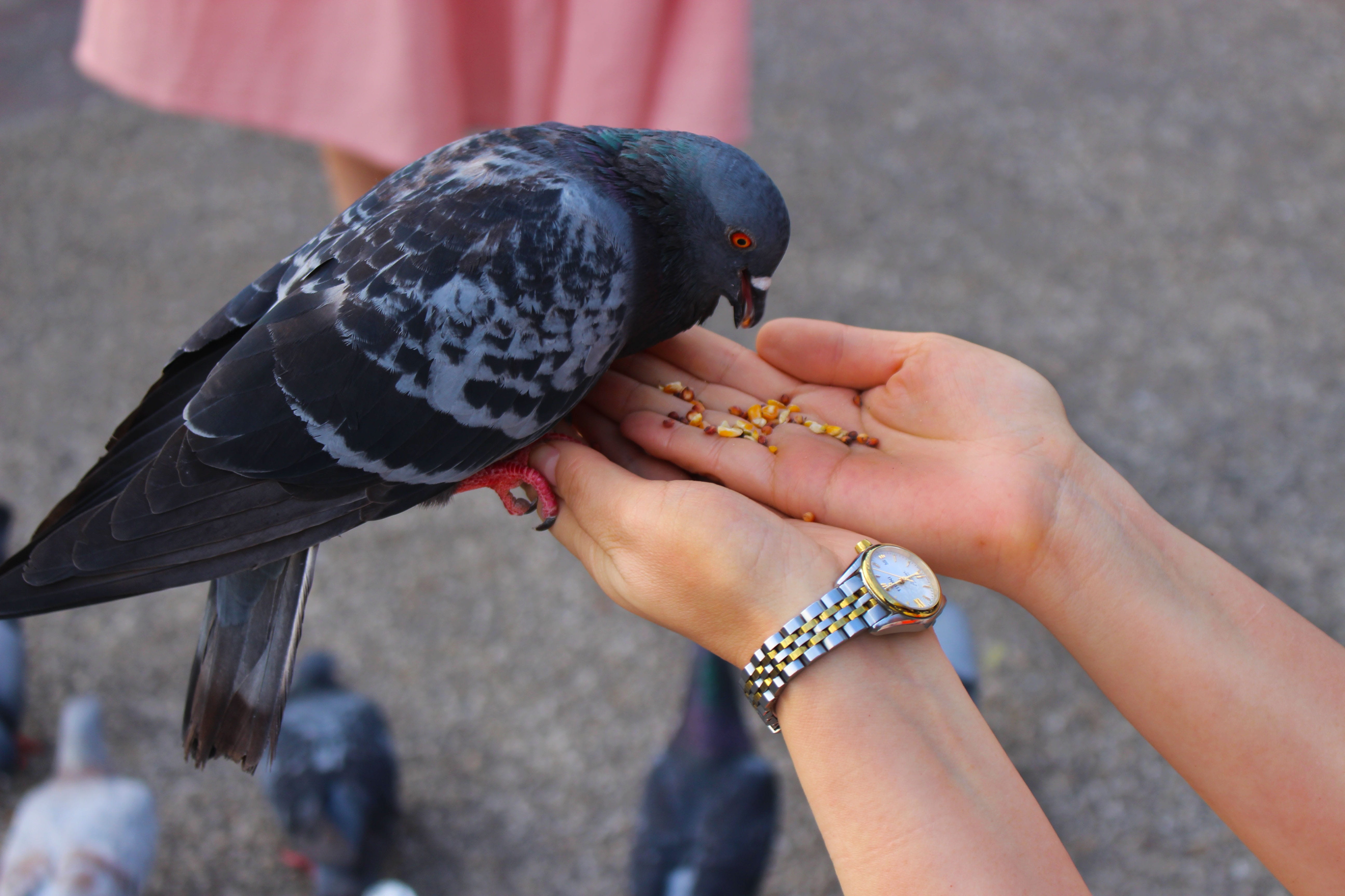 seed, charity, human hand, people, holding, day, human limb, animals in the wild, black, food, vertebrate, finger, one animal, one, pigeon, Care, real people, HD Wallpaper