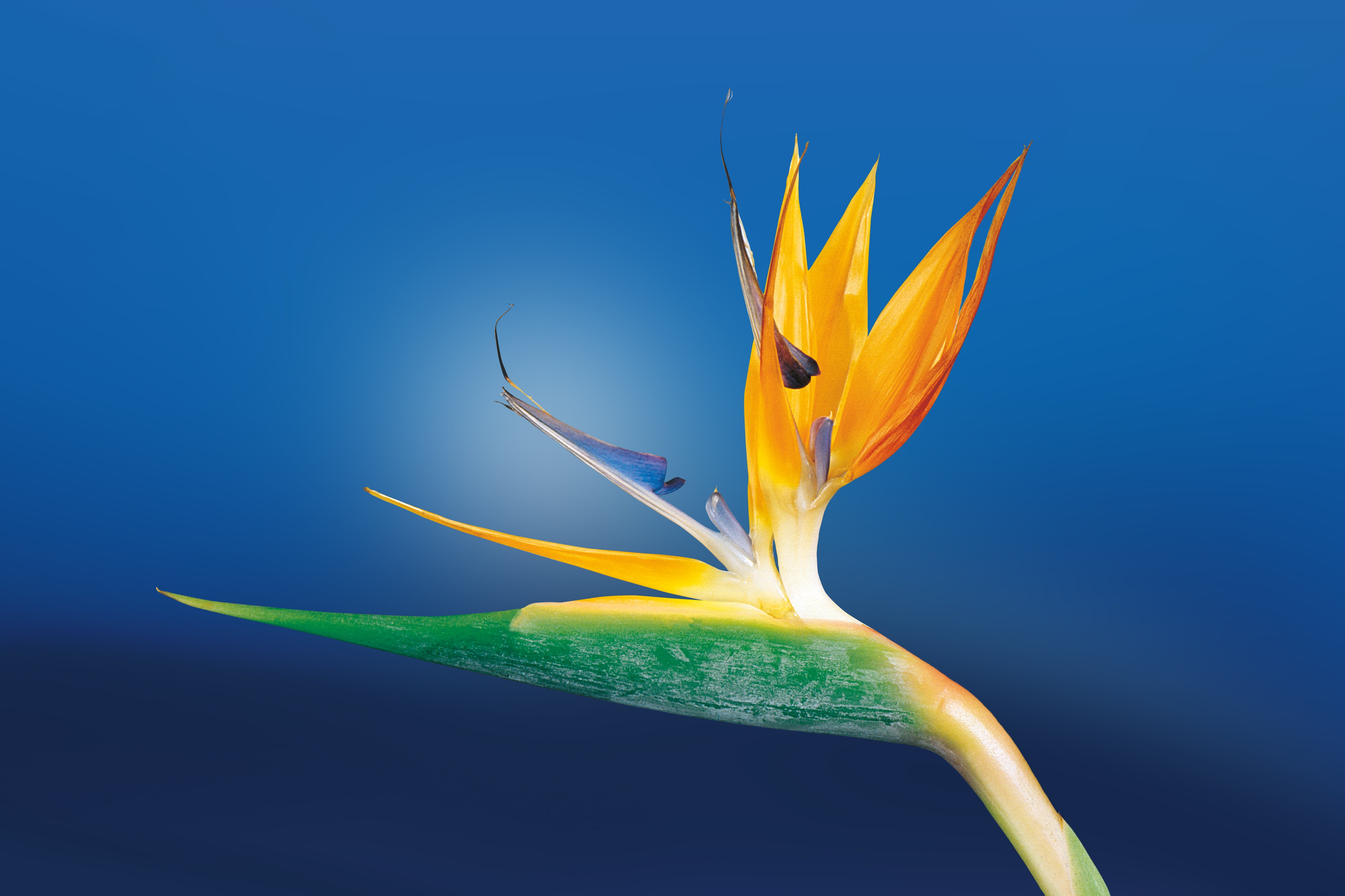 blue background, multi colored, petal, africa, caudata, flower, green color, outdoors, beauty in nature, purity, orange, softness, illustration, close-up, HD Wallpaper