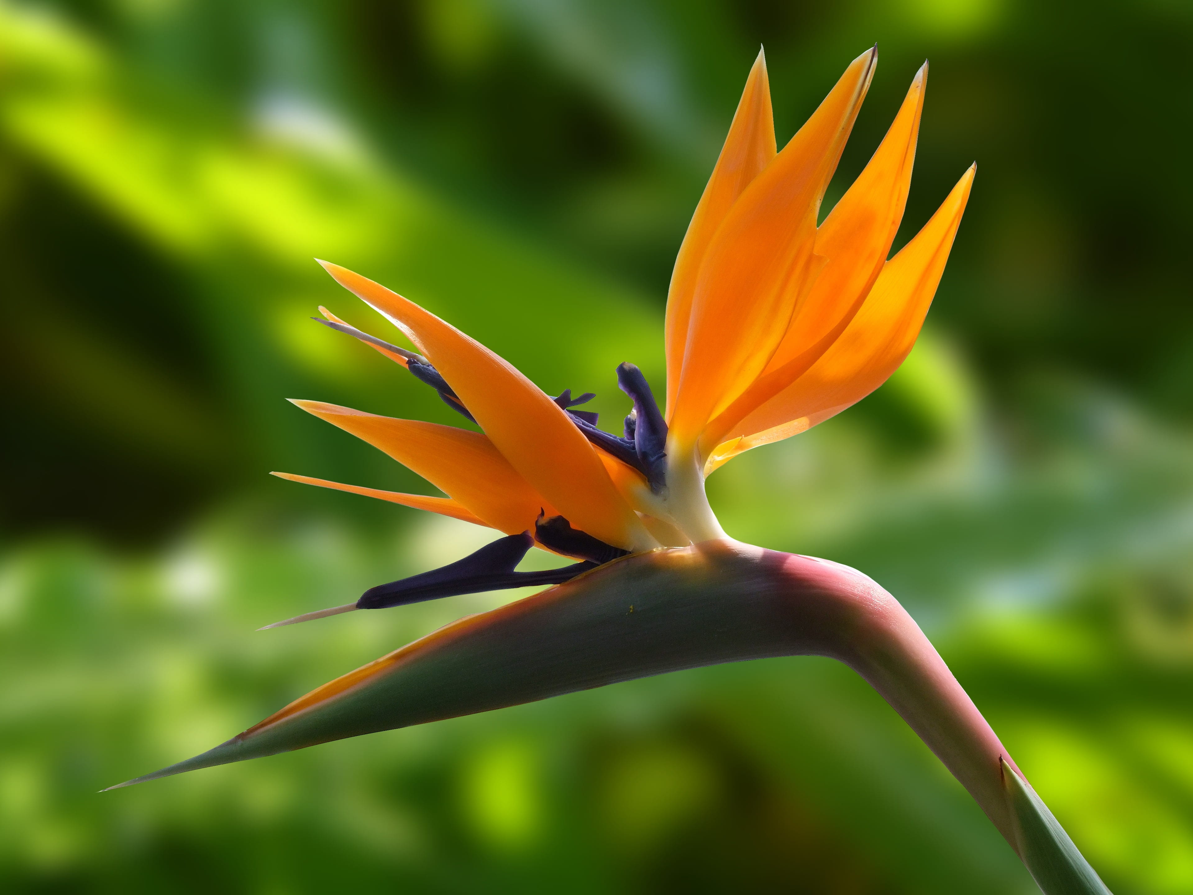 photography, majestic, blossom, bird, orange color, springtime, focus on foreground, beauty in nature, day, close-up, close, inflorescence, exotic, nature, HD Wallpaper