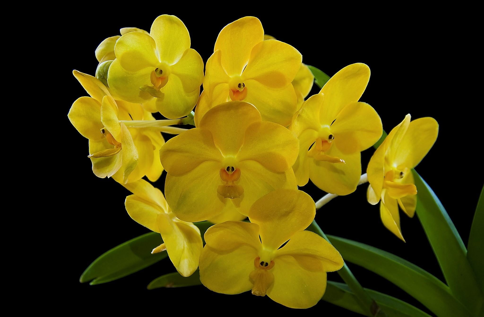 fragility, orchid, petal, exotic, close-up, growth, flower Head, 1080P, flower, decoration, black background, botany, green Color, inflorescence, focus on foreground, HD Wallpaper