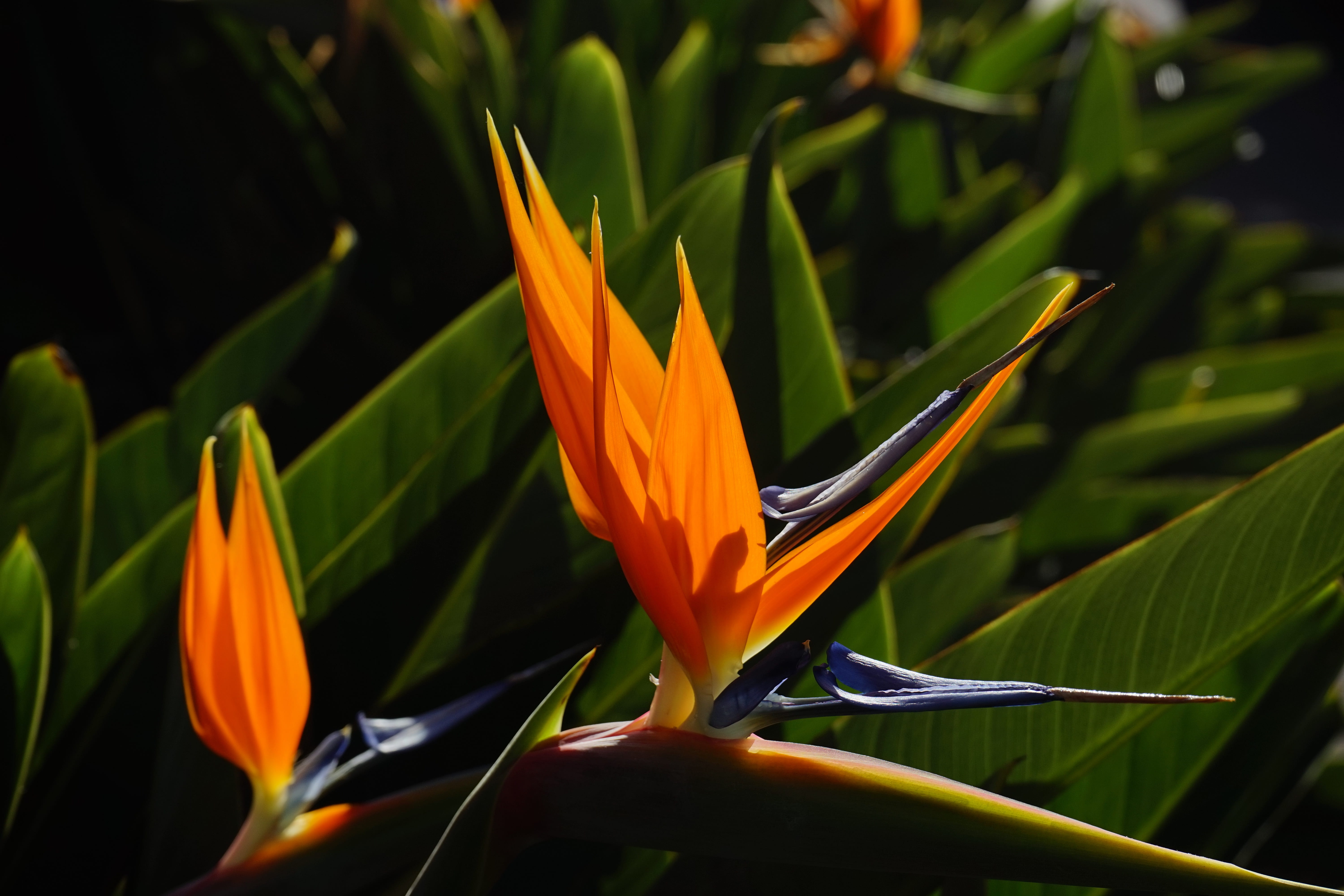 king caudata, strelitziaceae, leaf, close-up, vulnerability, ornamental plant, flower, flowering plant, yellow, color, queen caudata, plant part, day, colorful, HD Wallpaper