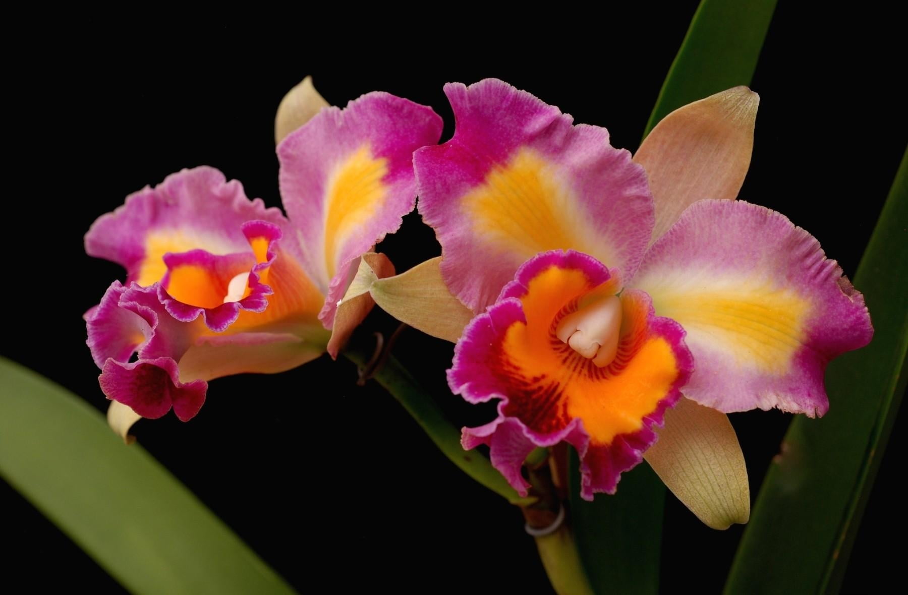indoors, moth Orchid, plant, bright, flower, inflorescence, stem, freshness, growth, yellow, botany, blossom, black Background, flower Head, flowering plant, HD Wallpaper