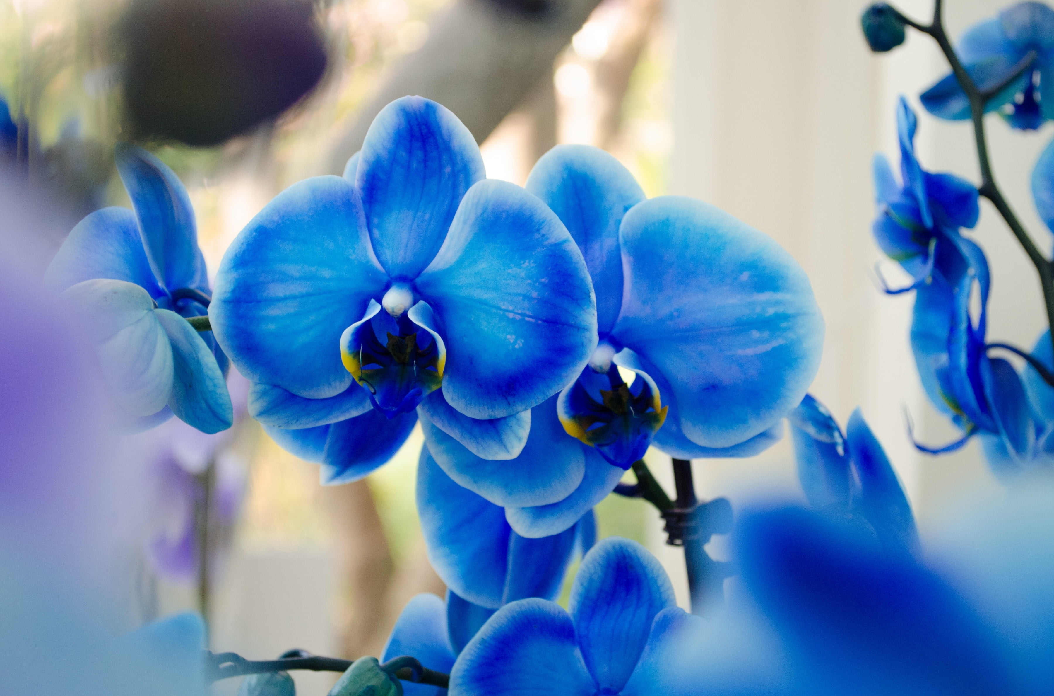 flowering plant, blossom, macro, plant, day, backgrounds, close-up, moth Orchid, no People, purple, freshness, orchids, outdoors, flower Head, vulnerability, HD Wallpaper