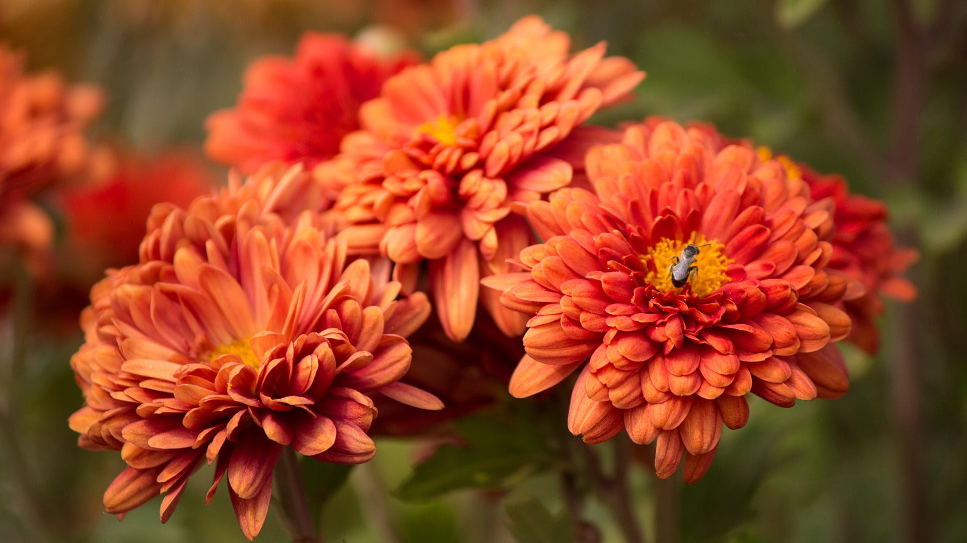 petal, pink, yellow, nature, no people, day, flower head, orange color, flower, growth, bunch of flowers, focus on foreground, orange flowers, fragility, HD Wallpaper