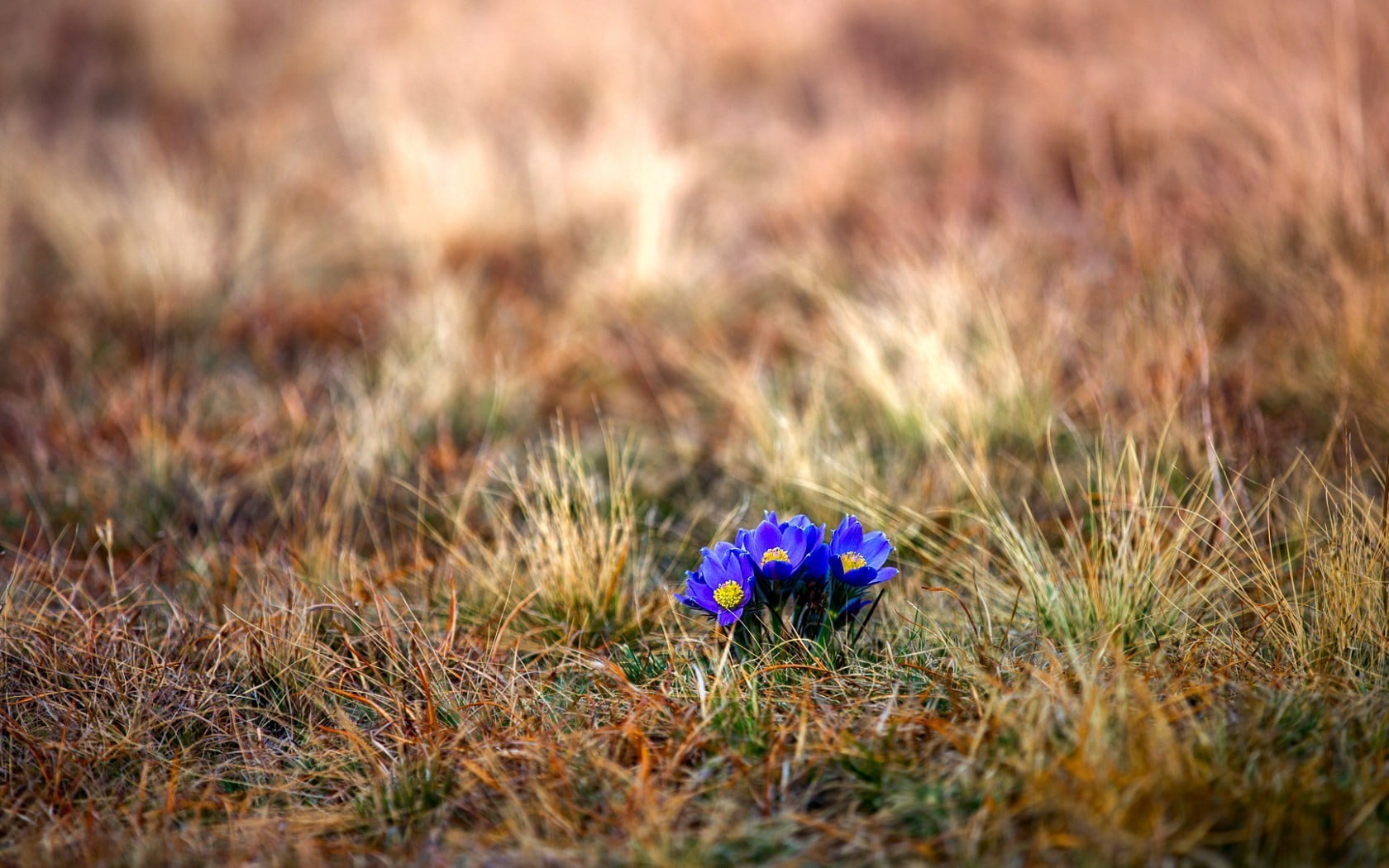 no people, plants, sunset, multi colored, blue, environment, springtime, celebration, nature, petaled, plant, freshness, flower, selective focus, land, HD Wallpaper