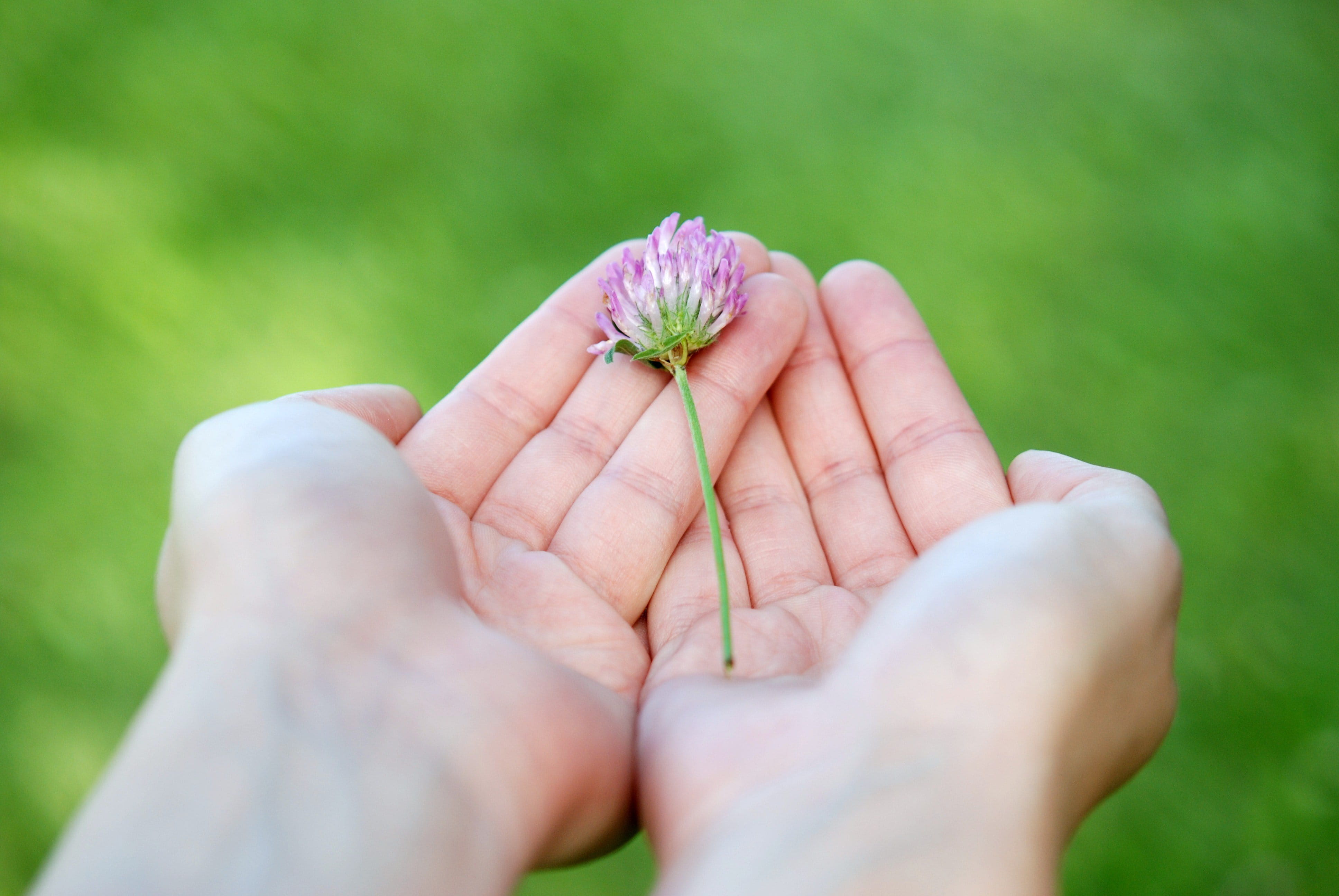 close up photography, nature, beauty in nature, outdoors, close, freshness, giving, selective focus, day, flowering plant, one person, hands, fragility, HD Wallpaper