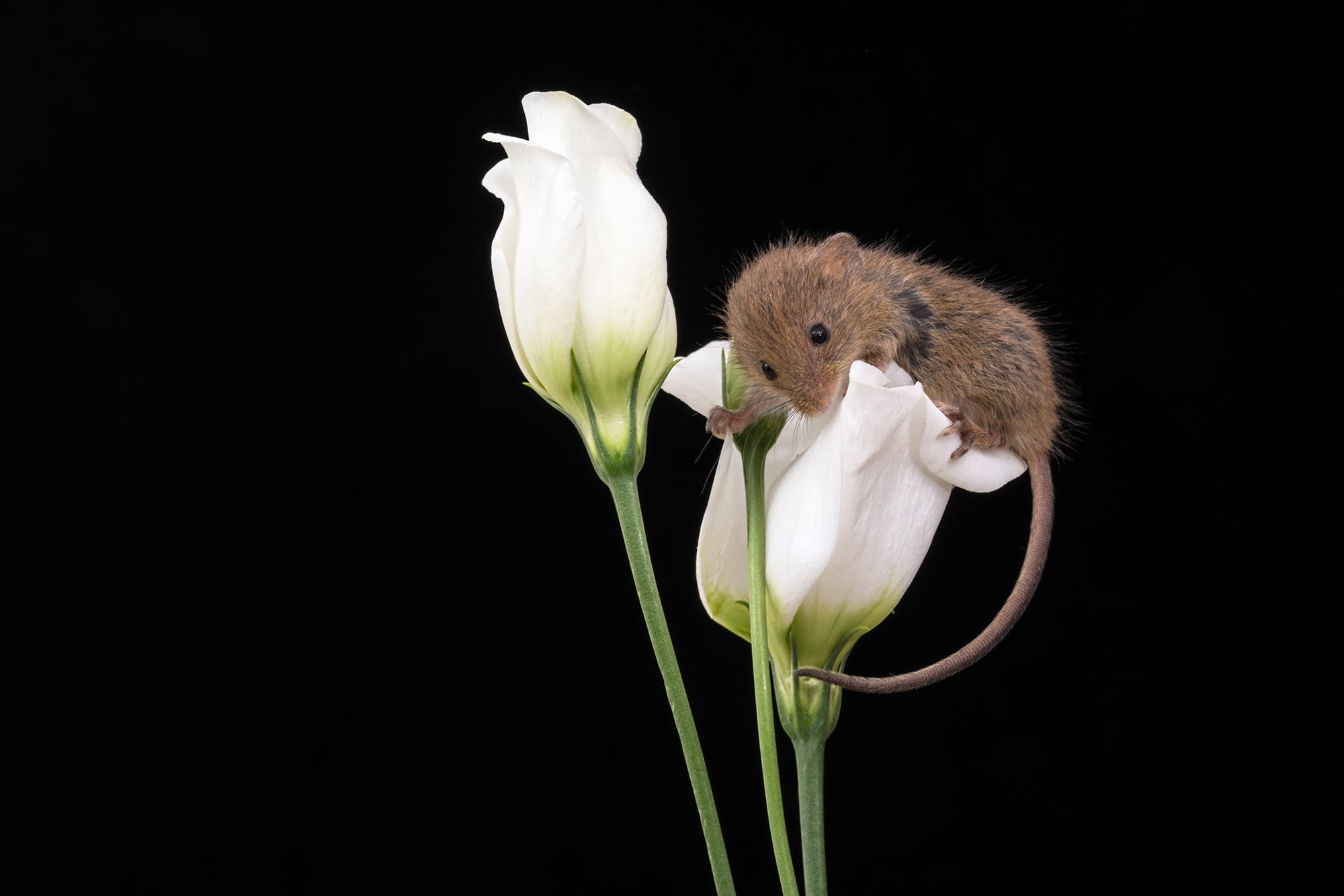 white, flower, petaled, nature, Give me a minute, animal, Explored, rodent, Micromys minutus, close, close-up, 1080P, two, sitting, phoot, yellow, Bournemouth, HD Wallpaper