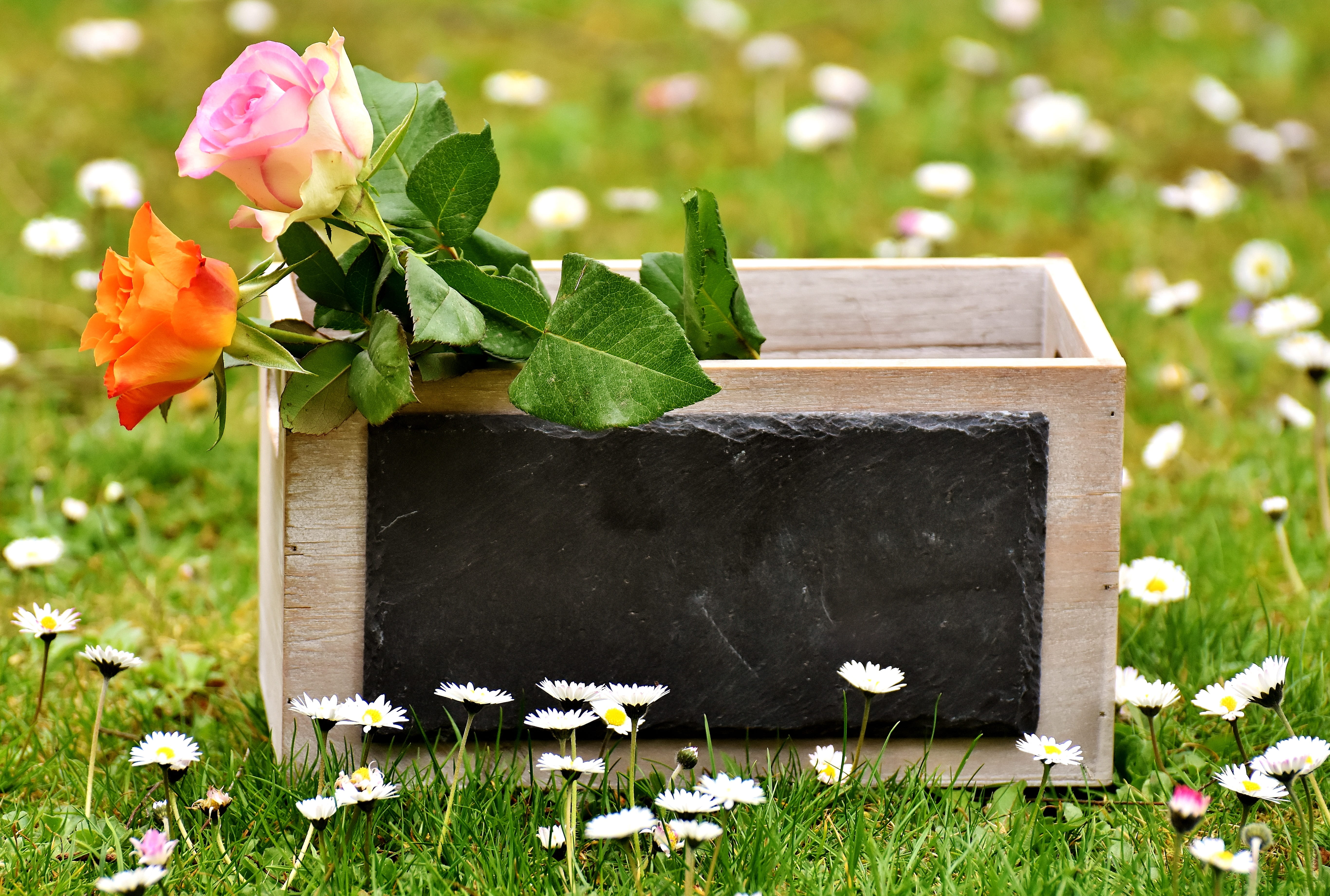fragility, give, field, roses, flowers, decoration, no people, wood - material, vulnerability, plant, flower, rectangular, orange, all the best, freshness, HD Wallpaper
