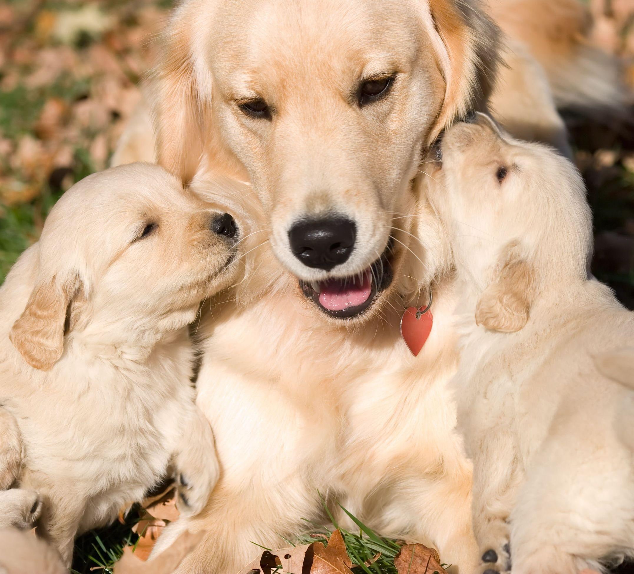 cute, adorable, mothers, animals, love, mom, 1080P, HD Wallpaper