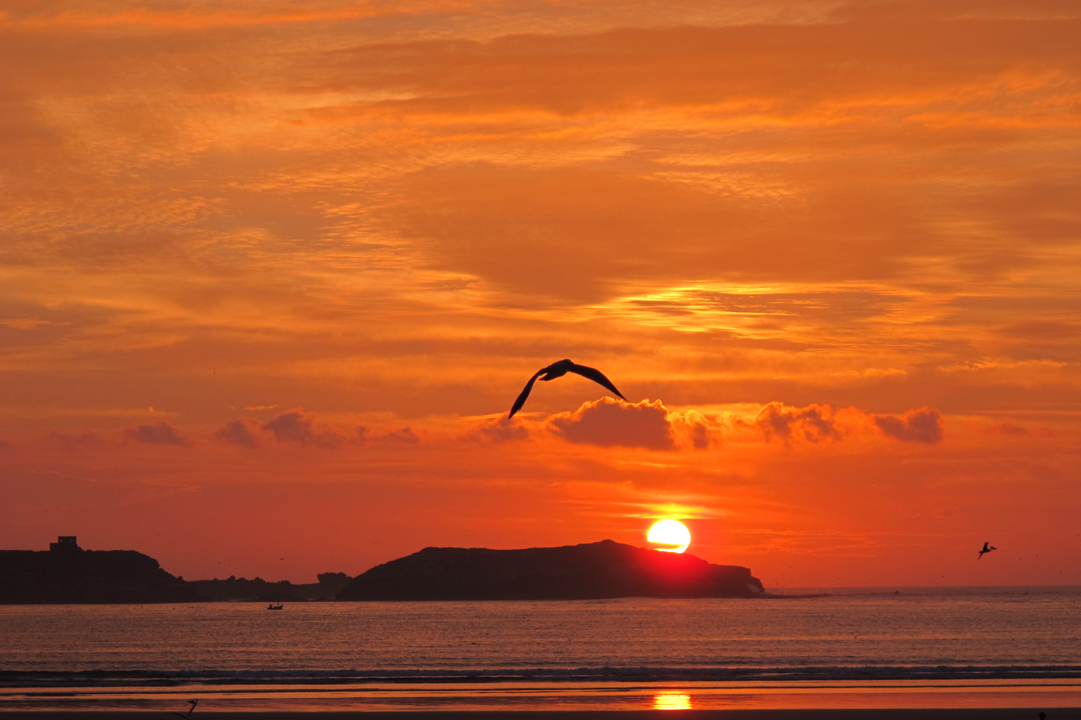 beach, cloud - sky, birds, silhouette, hour, tranquil scene, sky, outdoors, nature, seagull, waterfront, summer, water, 2K, horizon over water, sunset, HD Wallpaper