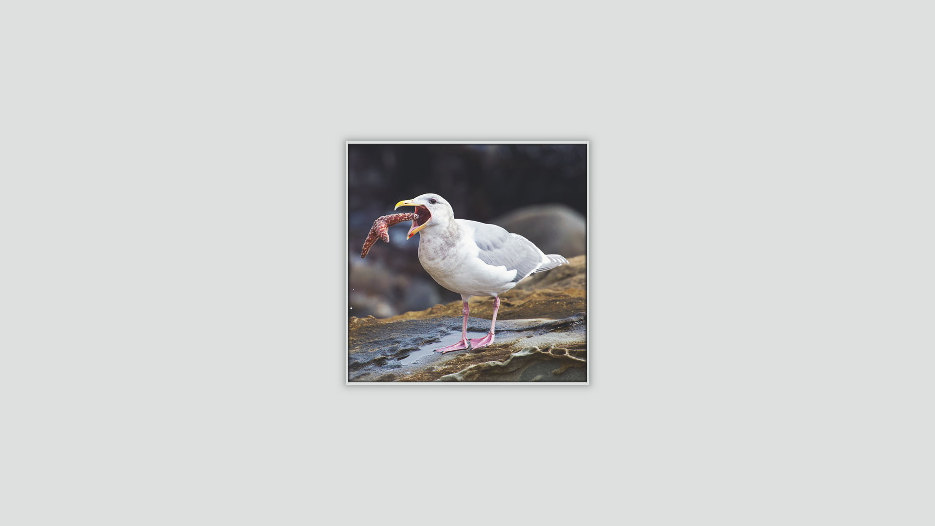1080P, birds, seagulls, HD Wallpaper