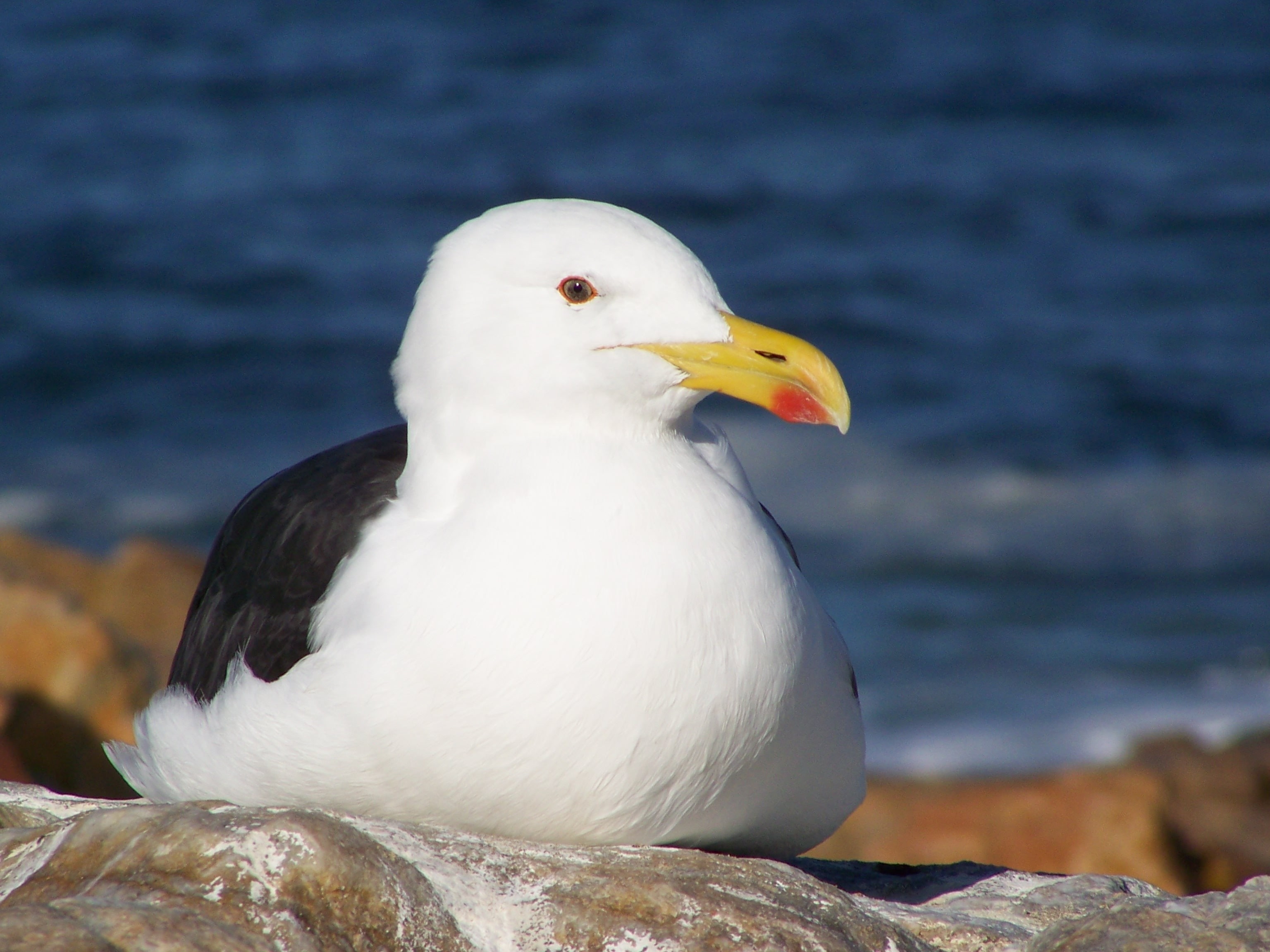 seagulls, birds, 2K, HD Wallpaper