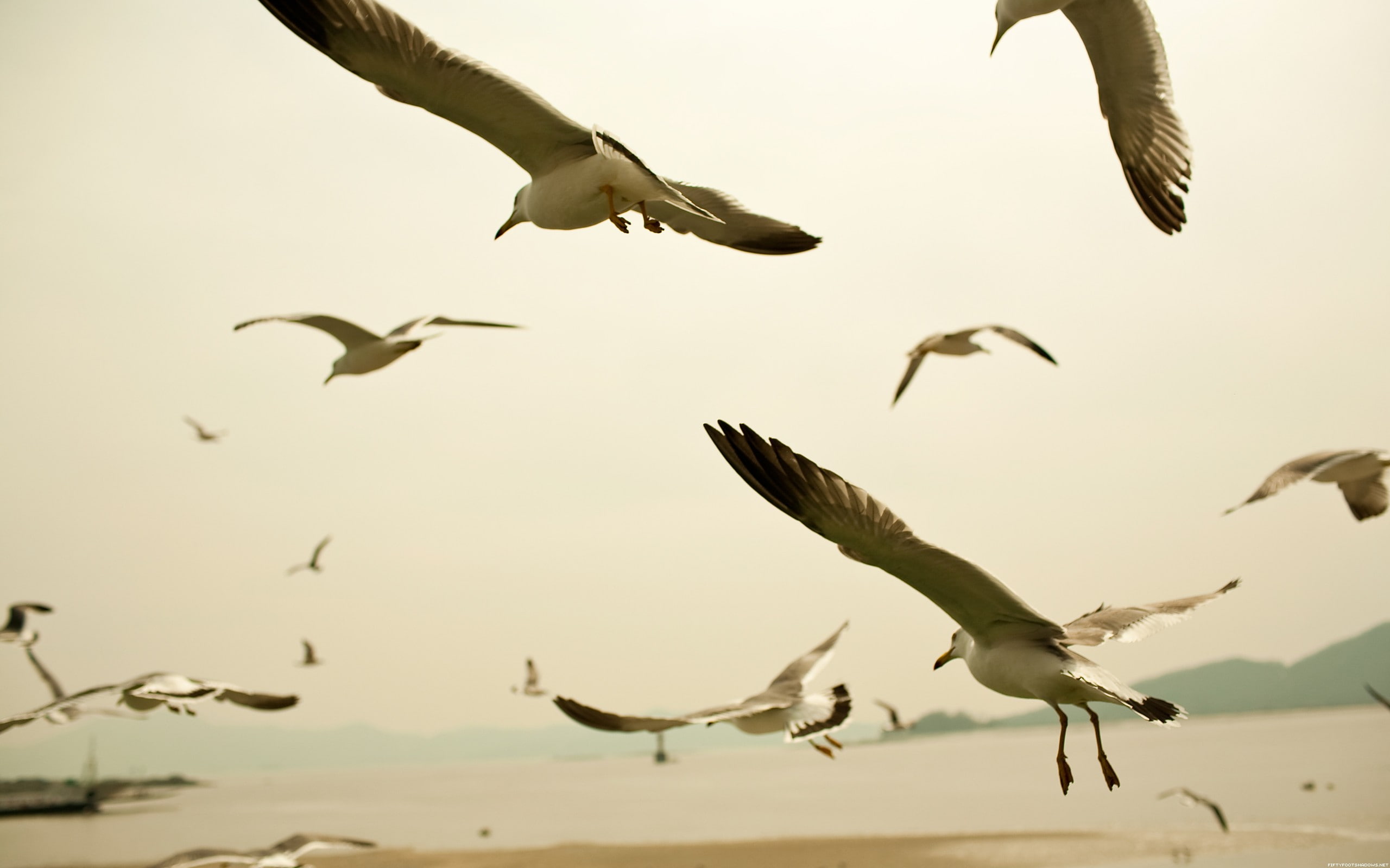 seagulls, 2K, birds, animals, HD Wallpaper