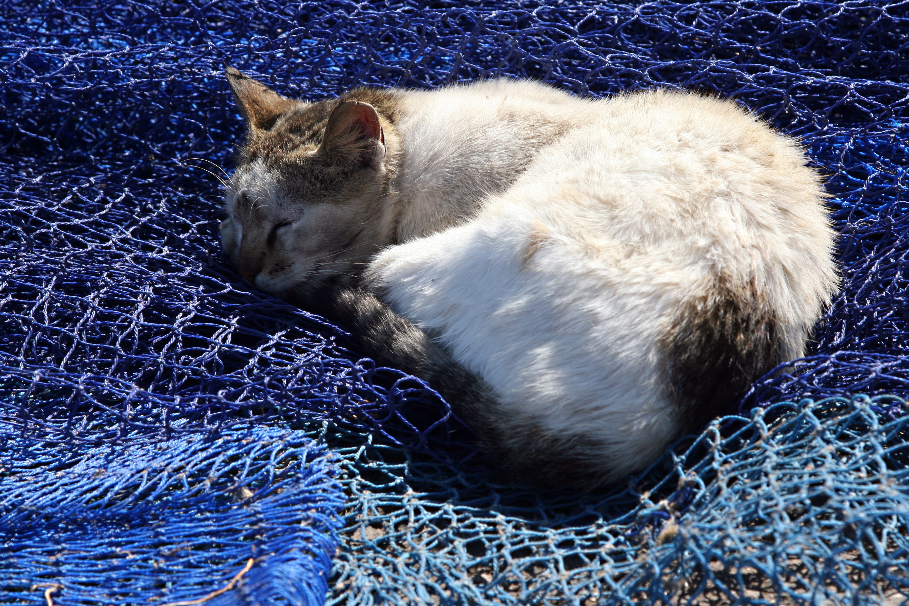 animal themes, cat, fishing net, 2K, domestic, eyes closed, mammal, pets, day, no people, domestic cat, relaxation, sleeping, whisker, lying down, morocco, HD Wallpaper