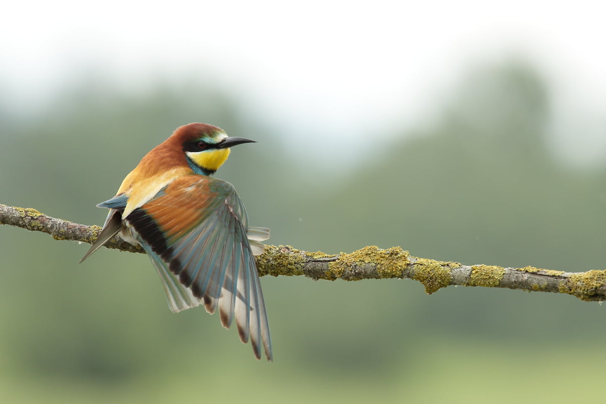 gear, tree branch, Level 2, premium, shallow, bird, animal, beak, Moment, me  my, photography, Ready for take off, Remember That, shallow focus, brown, HD Wallpaper