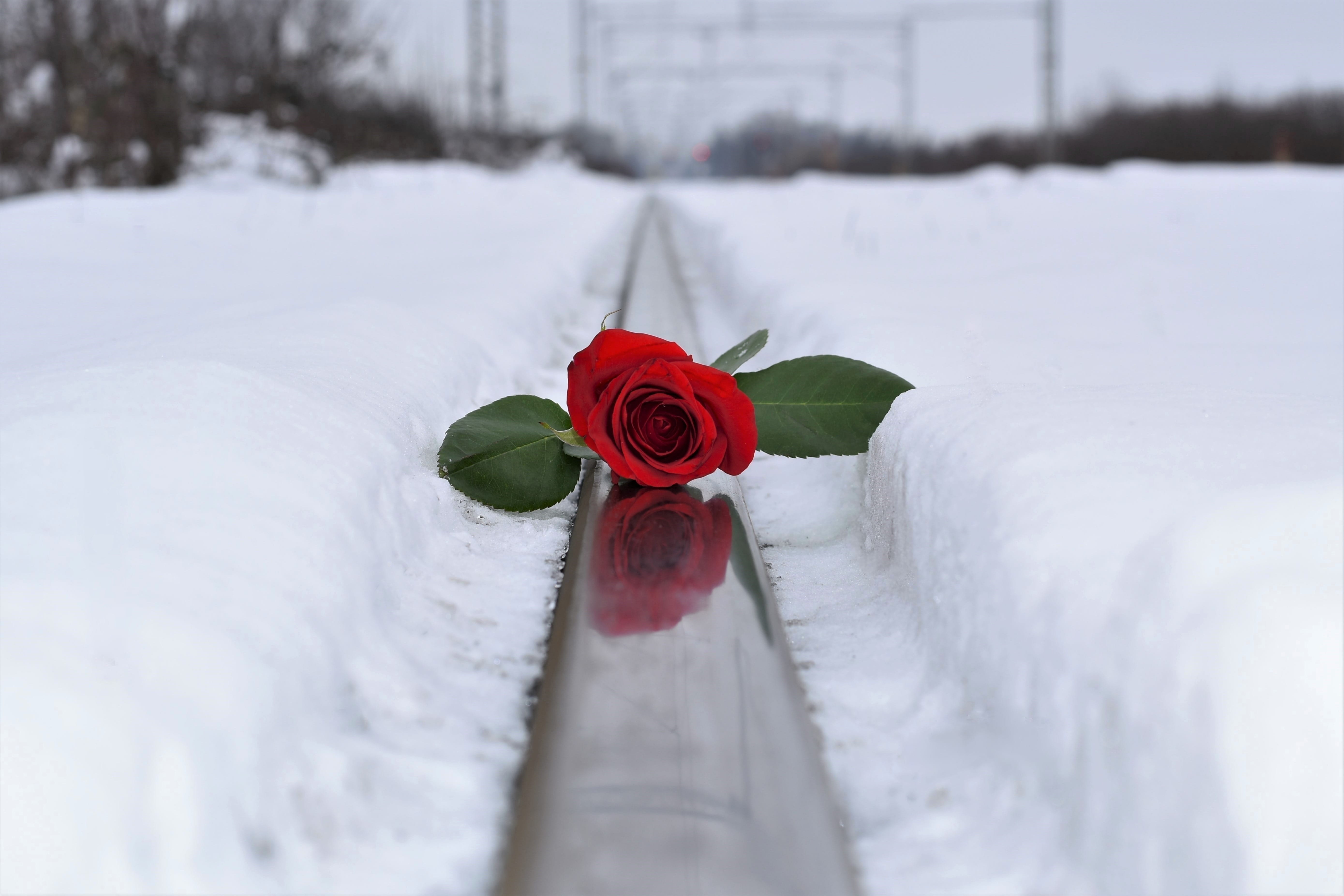 romantic, selective focus, flower arrangement, petal, cold temperature, green, beauty in nature, winter, colorful, love symbol, frost, field, flower, white color, HD Wallpaper