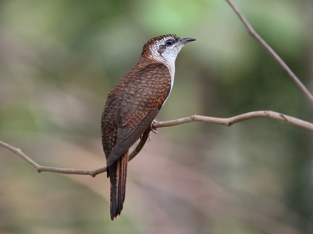 branch, 480P, Banded Bay Cuckoo, wildlife, x4, animal, rebel, cacomantis sonneratii, tele, Canon EF 300mm f/4L IS USM, banded  bay  cuckoo, nature, bird, HD Wallpaper