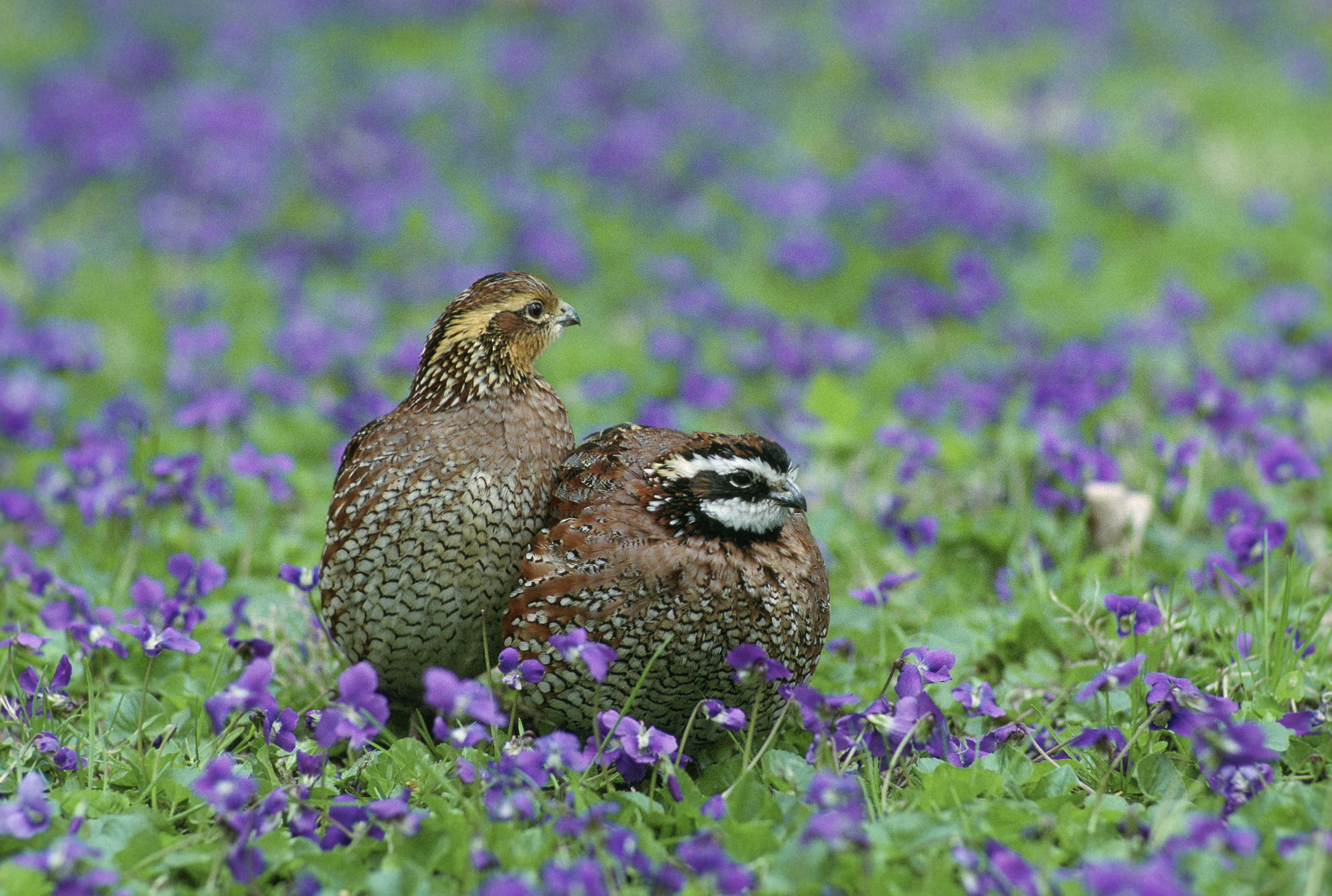 refuges, migratory birds, courtship, gray, bird, field, animal, purple, lavender, wildlife, nature, two, flowers, Northern Bobwhite, Valentines Day, birds, HD Wallpaper