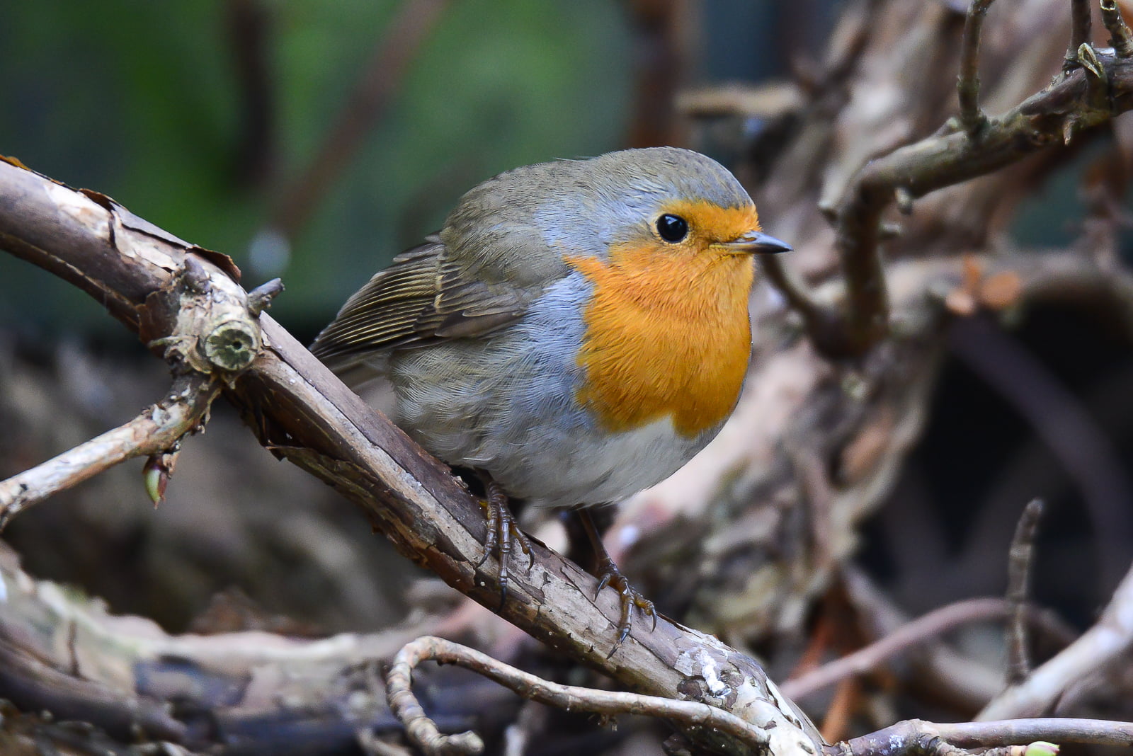 bird, Germany, tree, Braunschweig, nature, Naturschutzgebiet, Riddagshausen, Niedersachsen, animal, 720P, blue bird, brown, wildlife, jpg, Robin, blue, HD Wallpaper