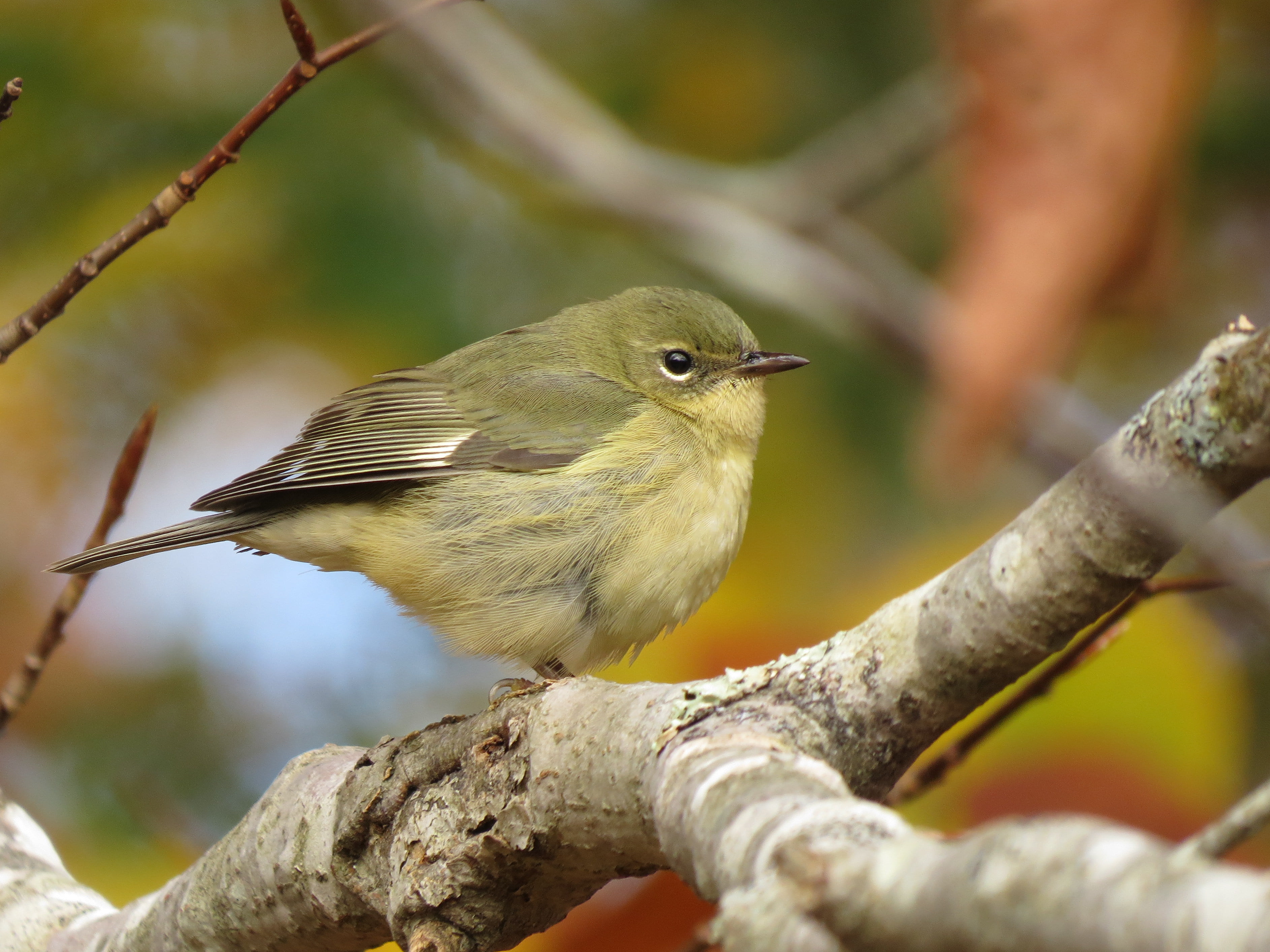 twig, gray, branch, bird, tree, wildlife, outdoors, 2K, nature, daytime, brown, wooden, beak, animal, HD Wallpaper