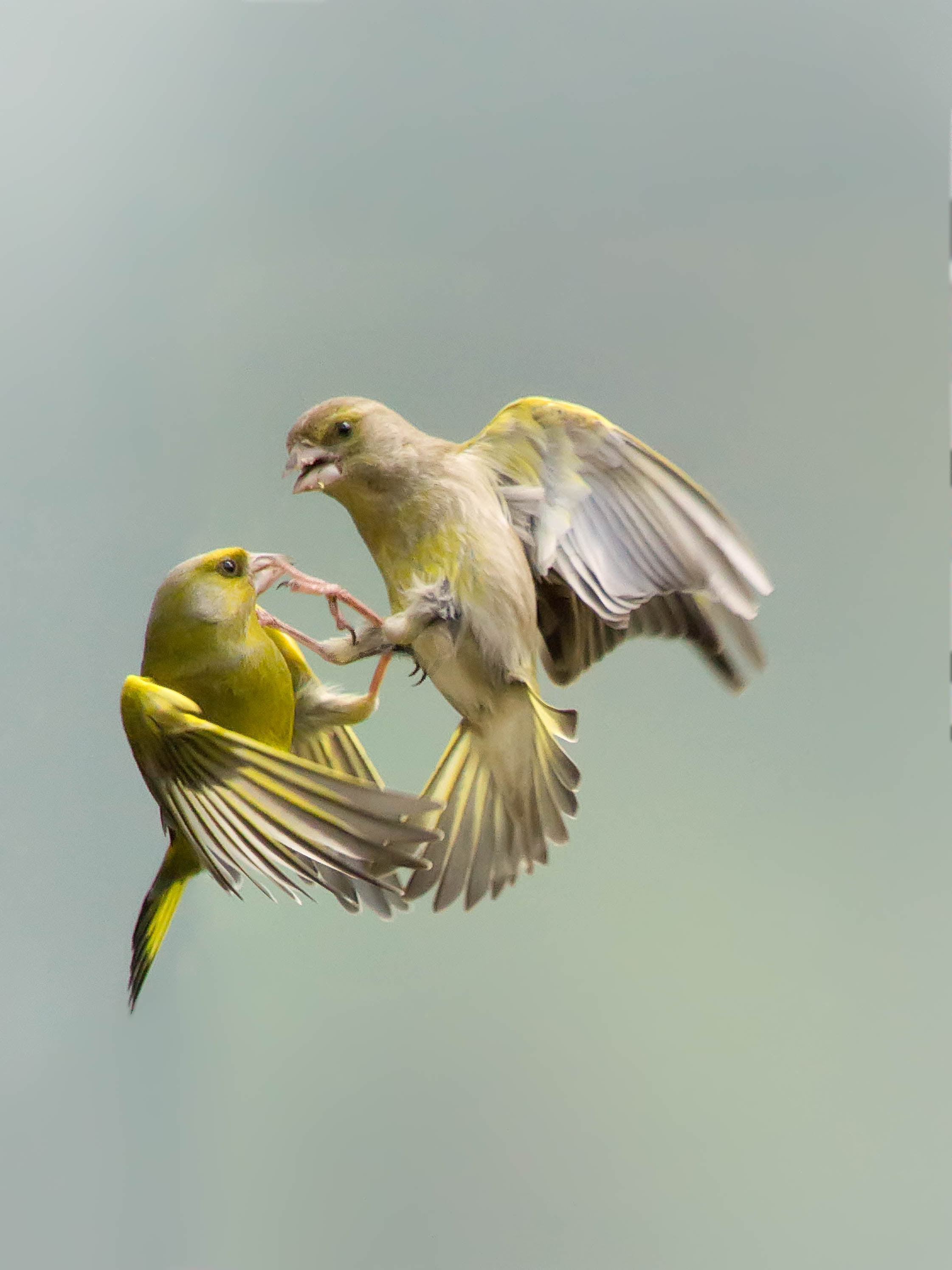 nature, bird, two, animal Wing, One on one, greenfinch, beak, wildlife, feather, fighting, 2K, animal, yellow bird, one.  two, action, flying, yellow, Phone HD Wallpaper