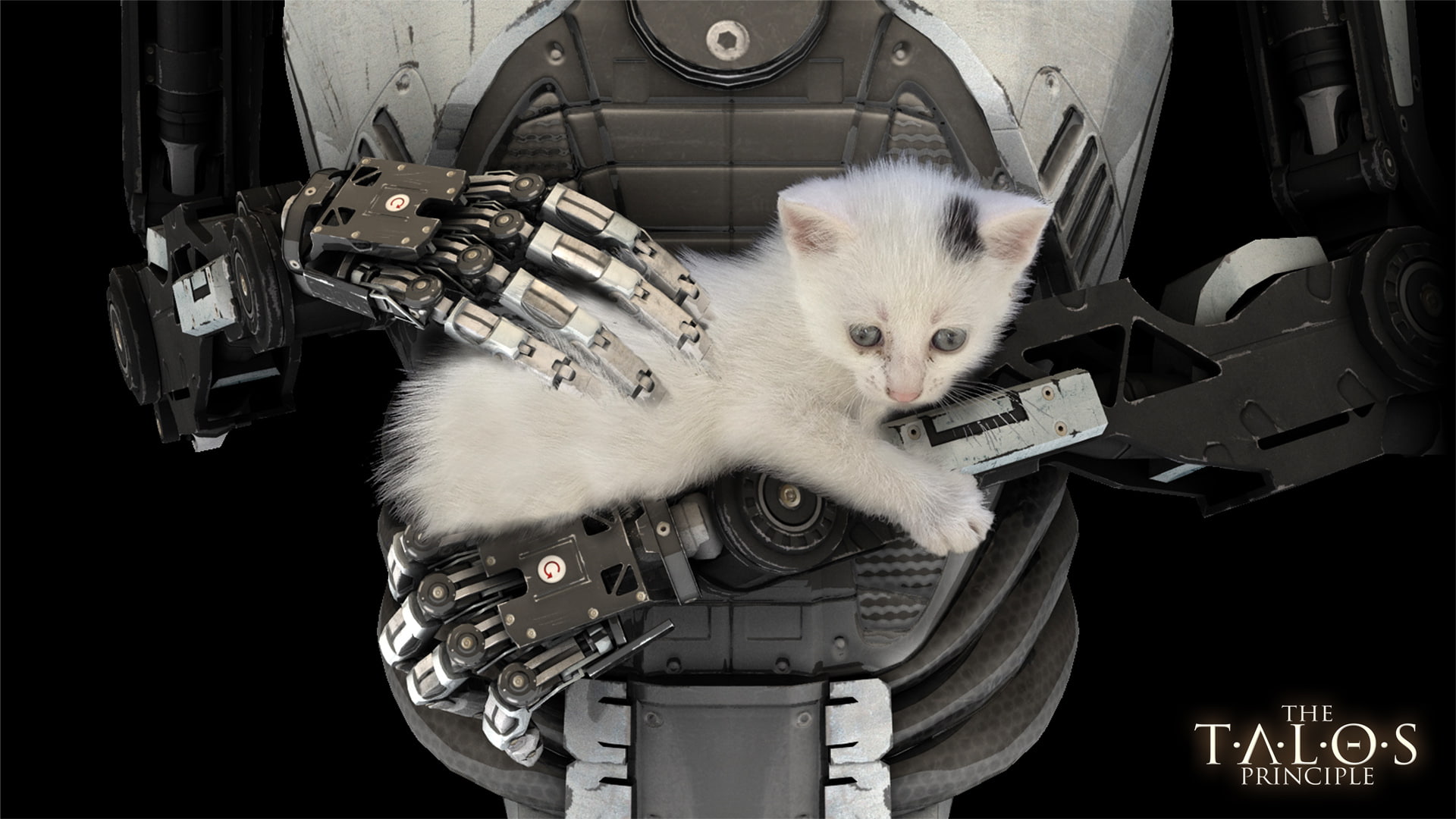 cat, 1080P, machinery, whisker, business, computer equipment, laptop, wireless technology, robot, no people, domestic, indoors, domestic animals, mammal, HD Wallpaper