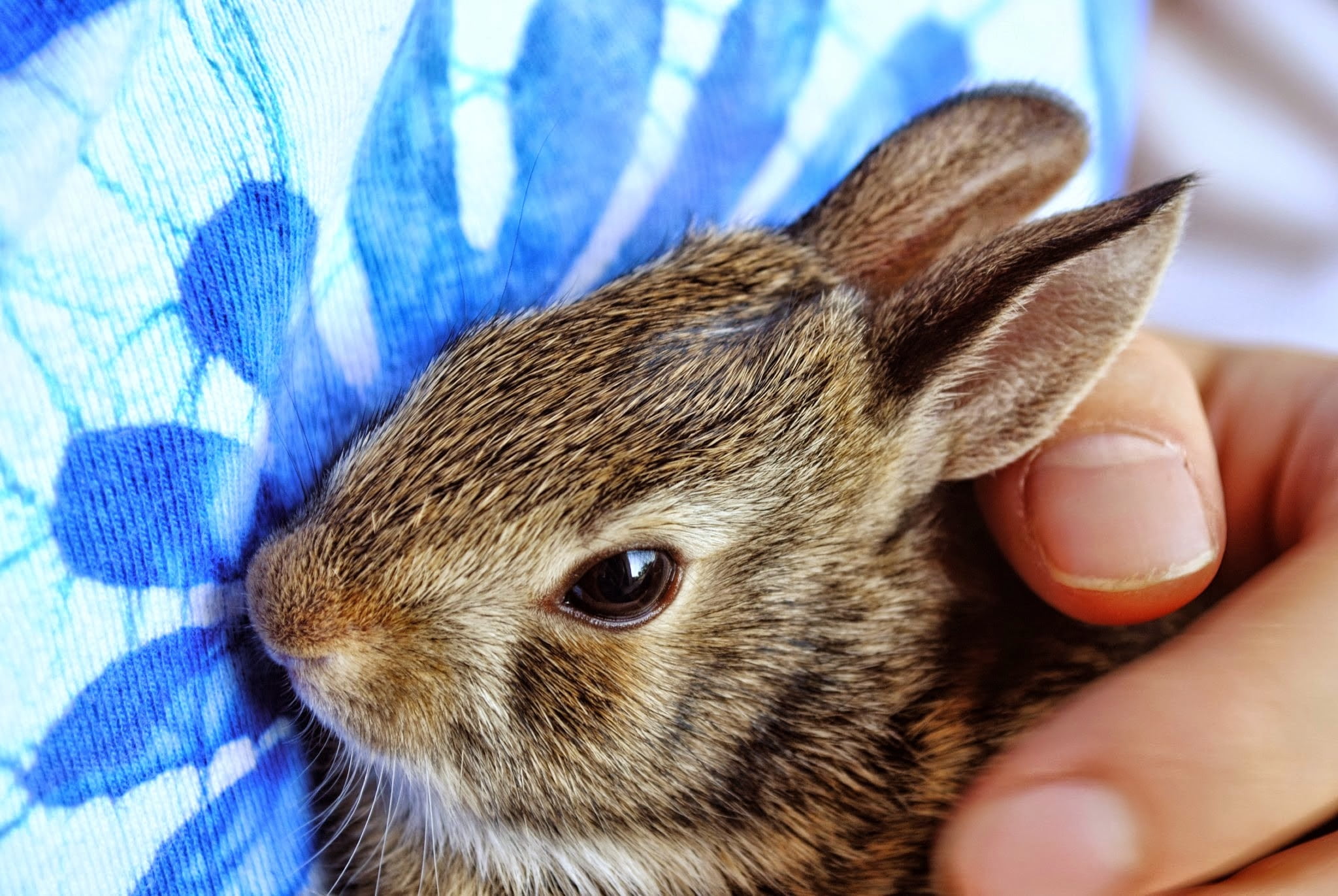 care, animal wildlife, rabbit, squirrel, whisker, 1080P, cloth, pet owner, held, domestic animals, holding, indoors, small, human finger, finger, newborn, HD Wallpaper