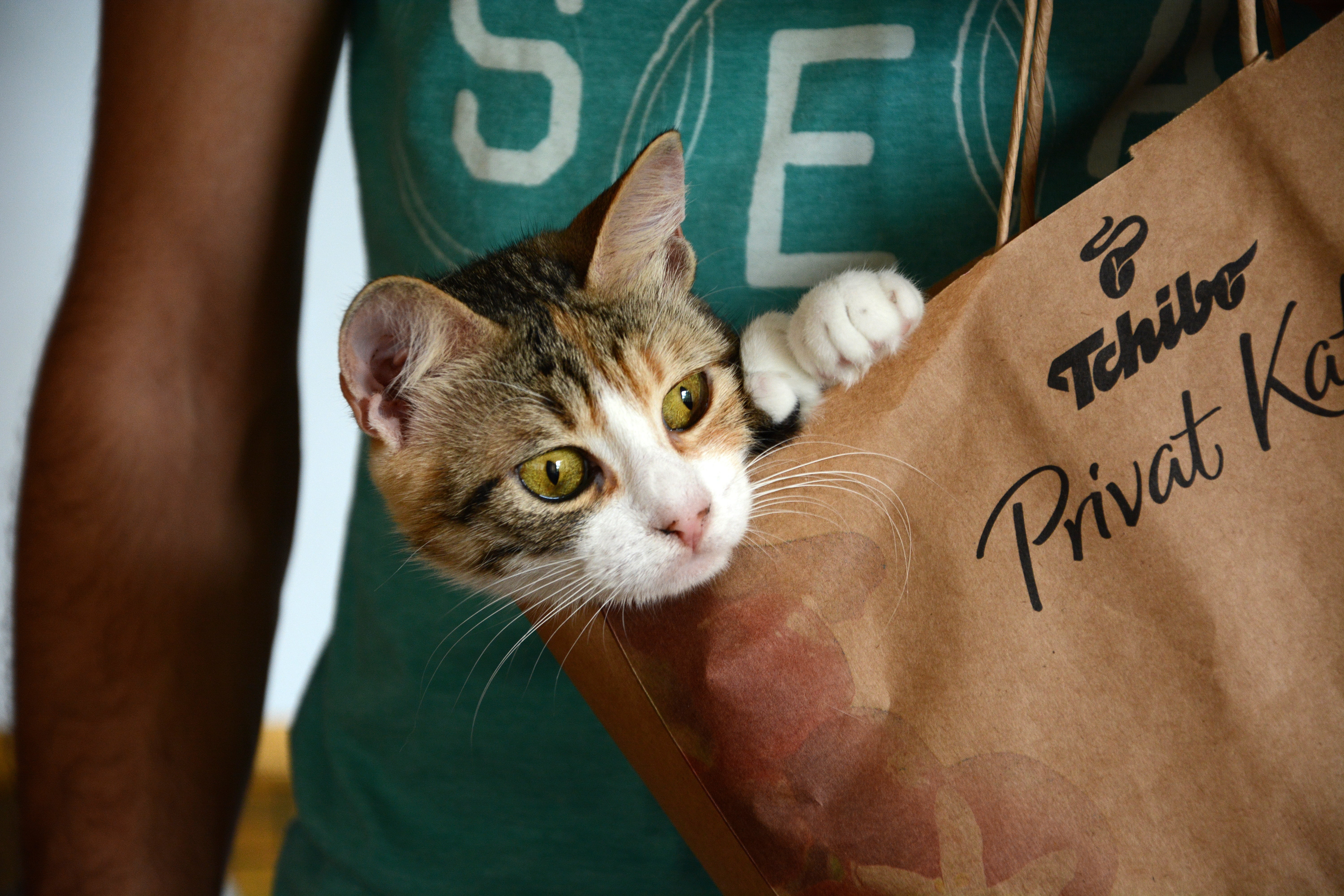 bag, mammal, text, communication, portrait, midsection, cute, western script, naughty, domestic animals, pets, inside, person, indoors, feline, cat, domestic, HD Wallpaper