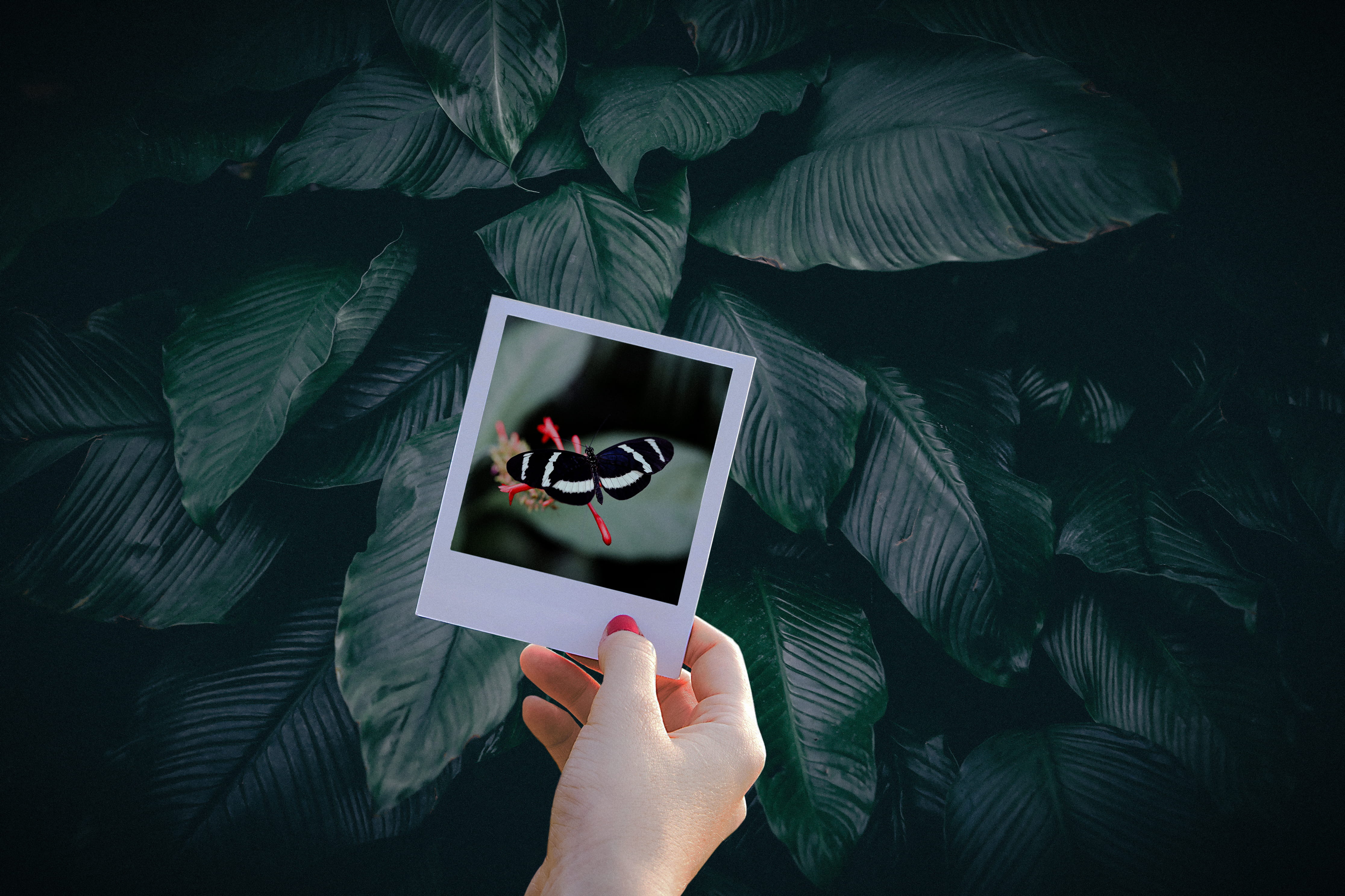 legend of zelda, plants, lifestyles, finger, human hand, plant, body part, graphics, firefly, insect, technology, black, photo, human, tropic, text, hand, HD Wallpaper