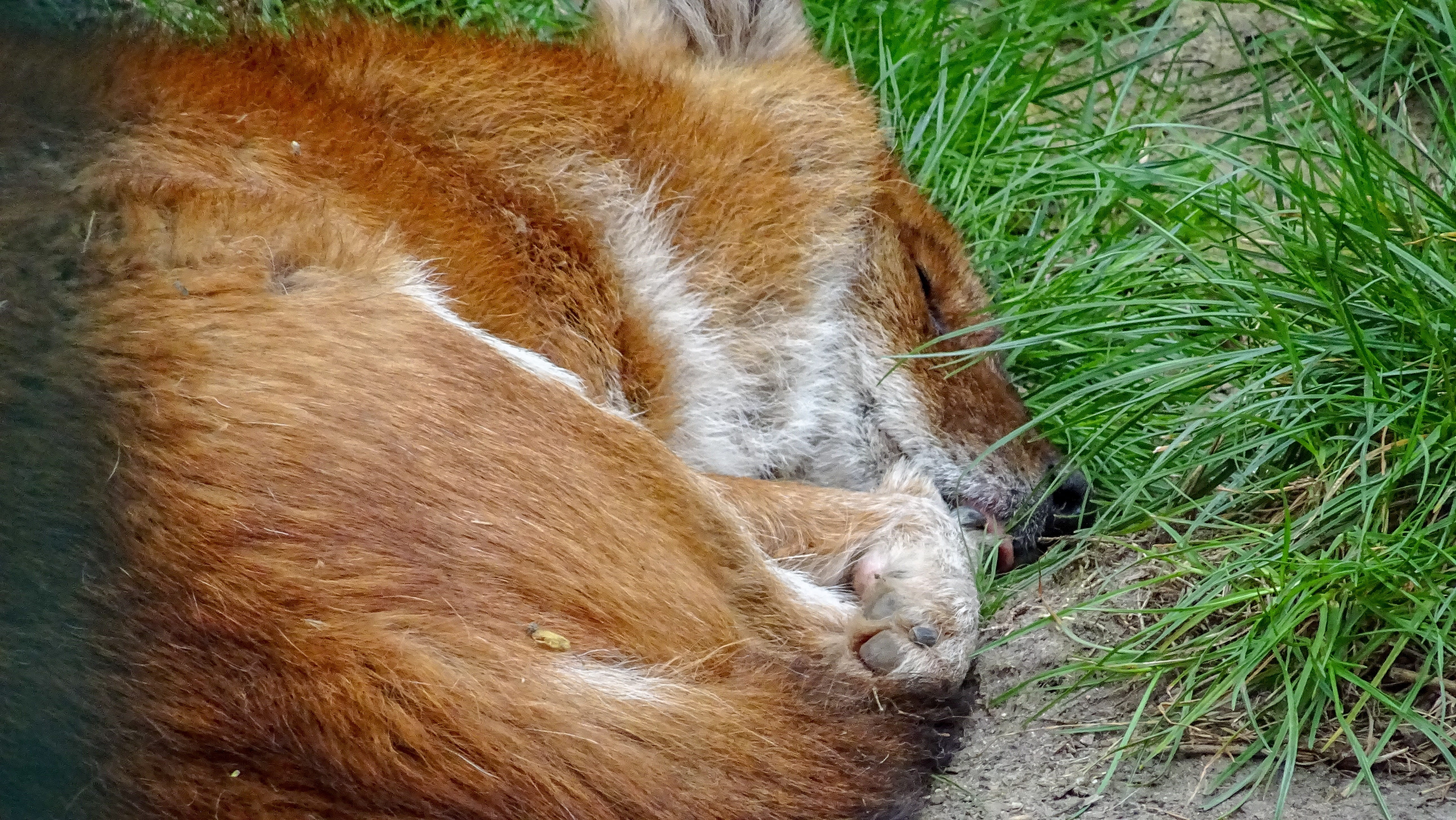 vertebrate, relaxation, hund, no people, wild, feline, close-up, focus, pets, one animal, nature, field, day, mammal, animal themes, wildanimal, dog, animal wildlife, HD Wallpaper