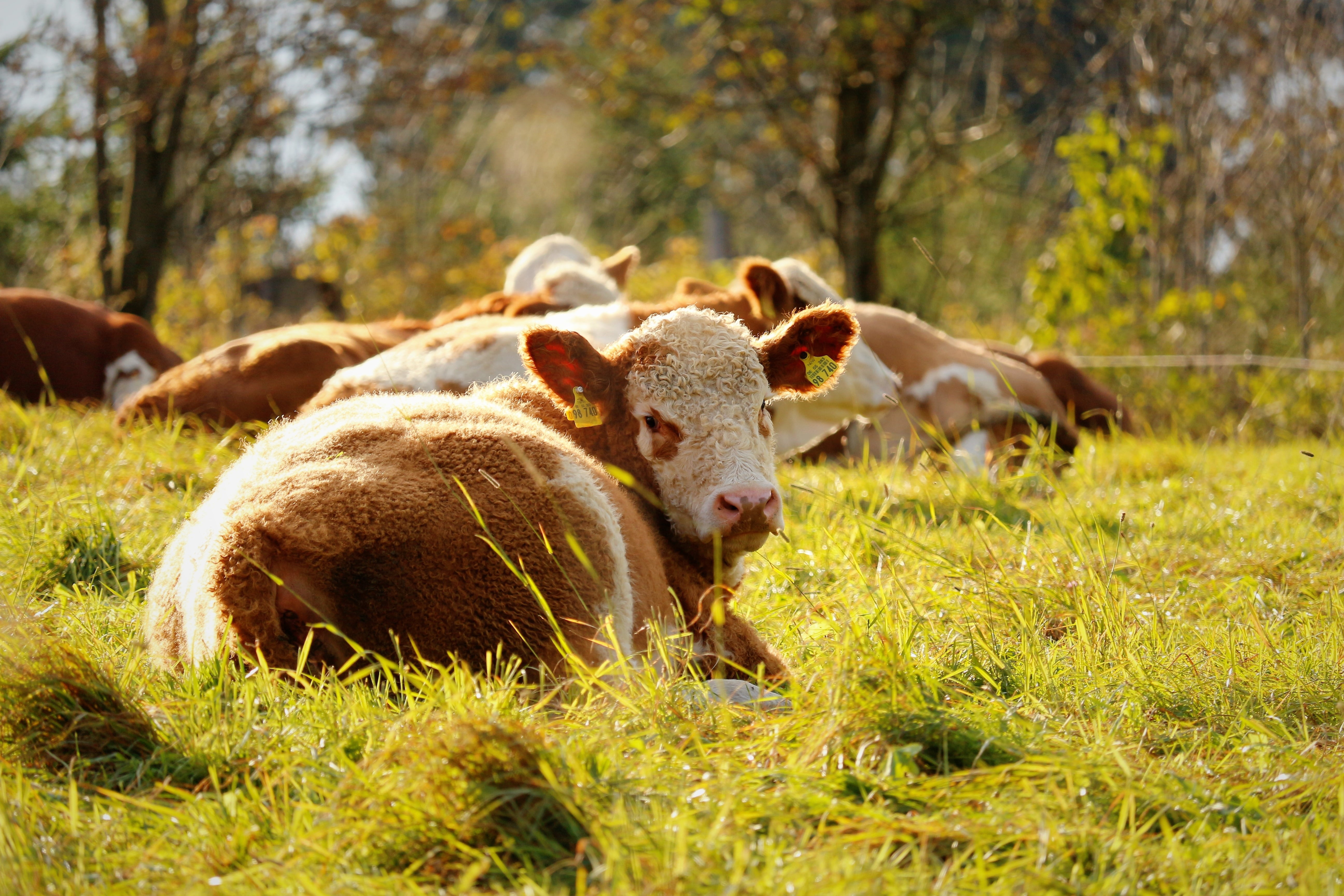 animal wildlife, cows, graze, mountain, land, outdoors, agriculture, pasture, nature, meat, beef, domestic animals, grass, meadow, day, herbivorous, plant, HD Wallpaper