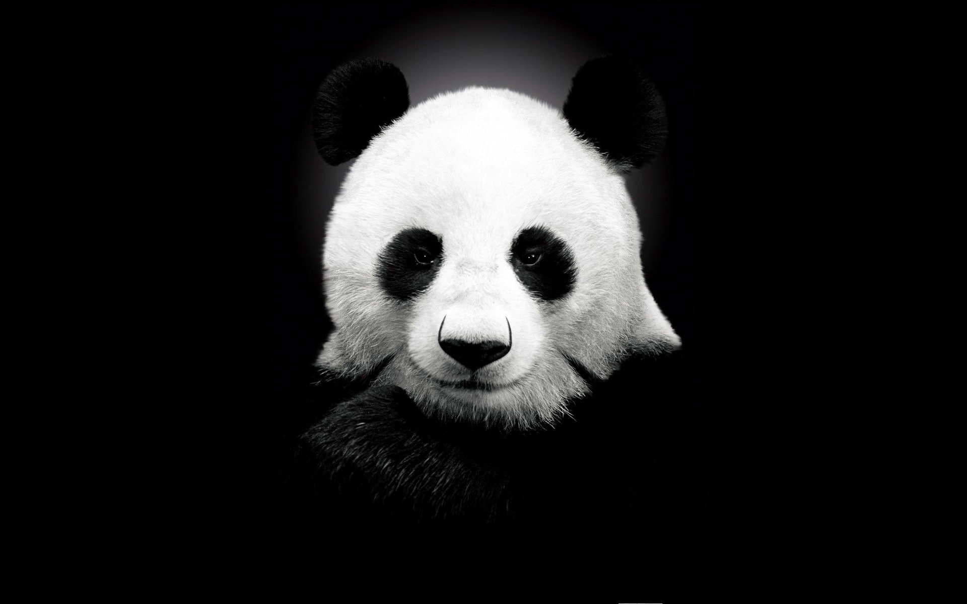 1080P, panda, bear, HD Wallpaper